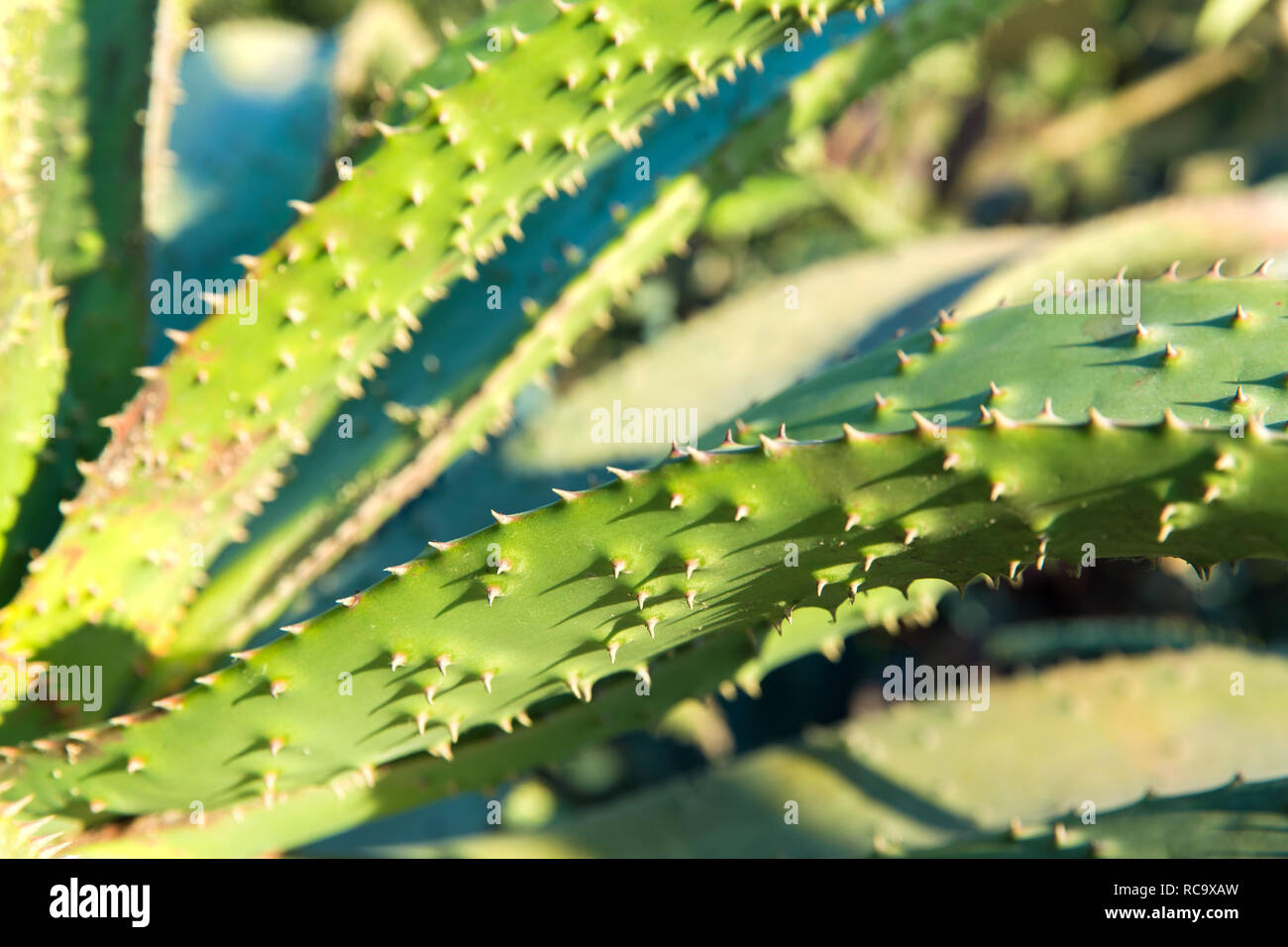 close up of aloe plant growing outdoors Stock Photo