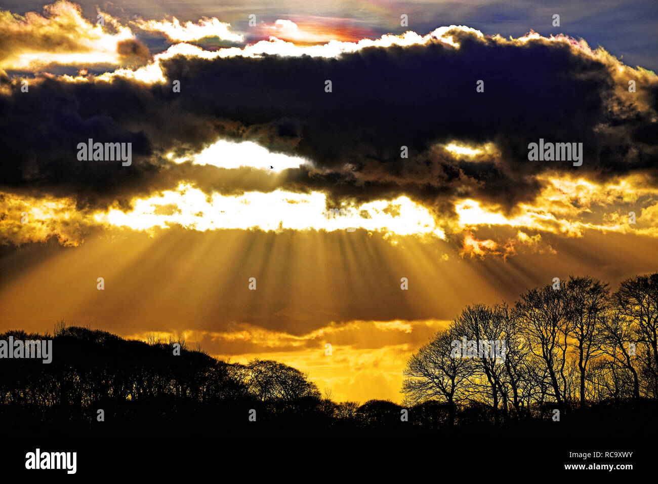 Single bird flying through warm sunbeams shining through clouds and trees Stock Photo