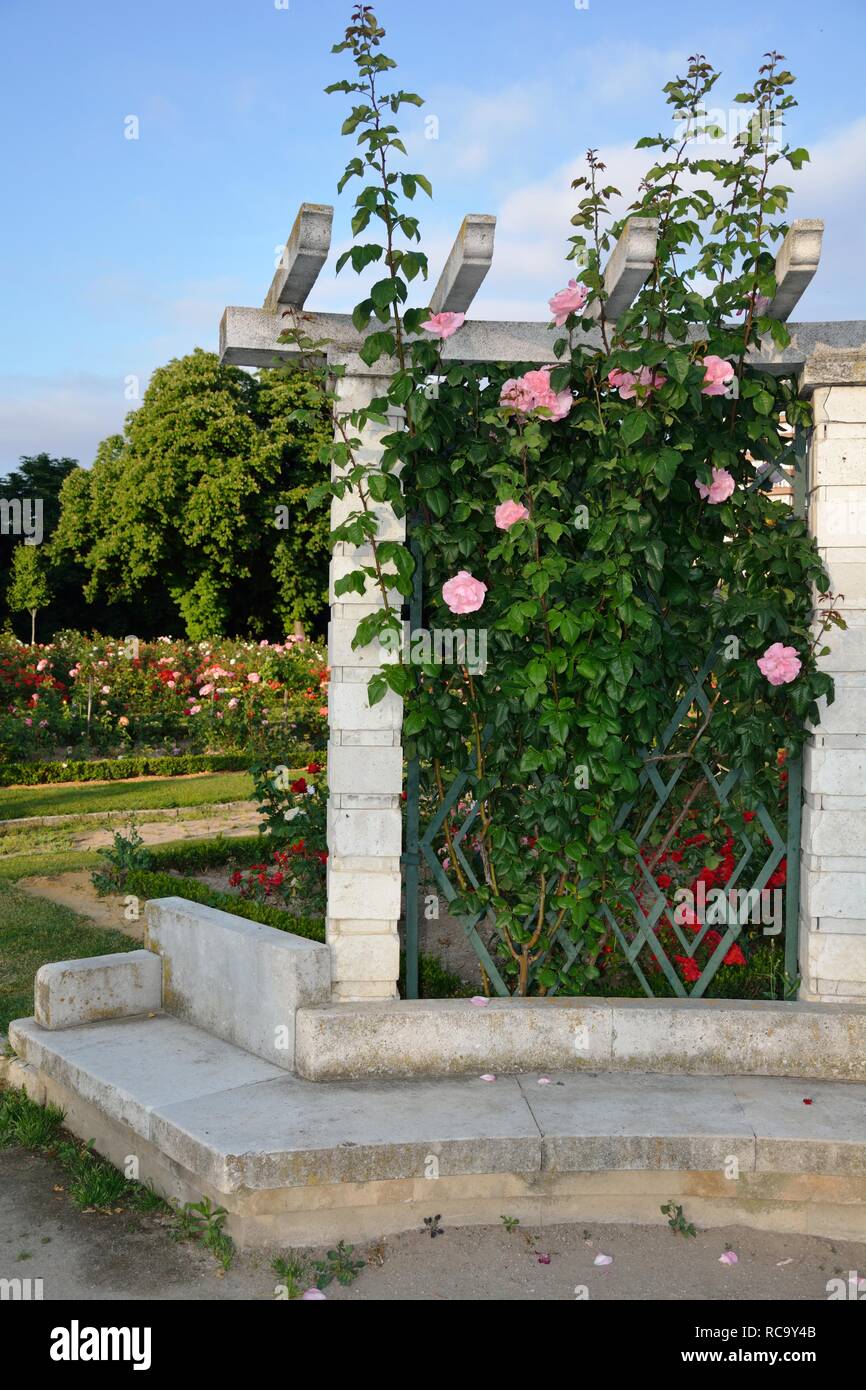 a bench and roses in the park Stock Photo