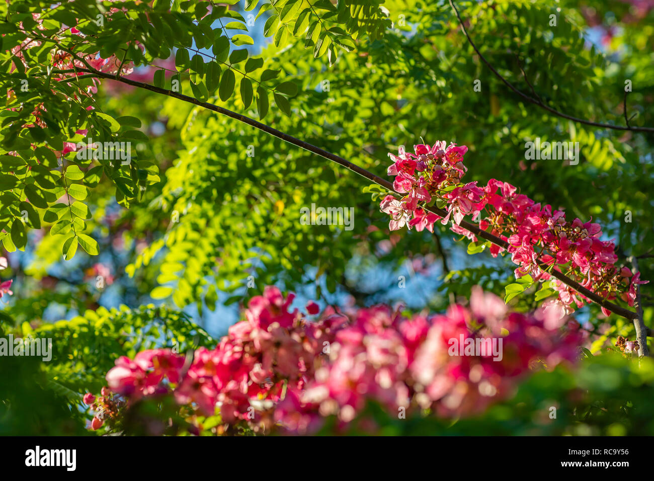 Bunches of acacia flowers that have a beautiful, pink color, in combination with the dark green leaves of the plant. Pink flower. Stock Photo