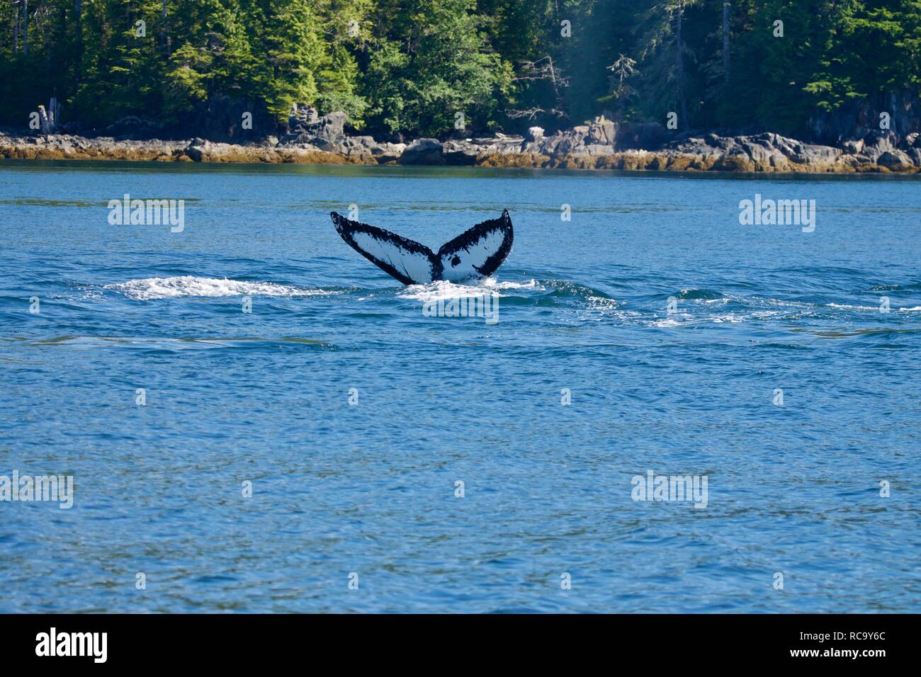 Tails adventure hi-res stock photography and images - Alamy