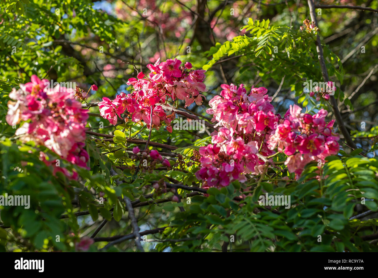 Pink flower. Bunches of acacia flowers. Stock Photo