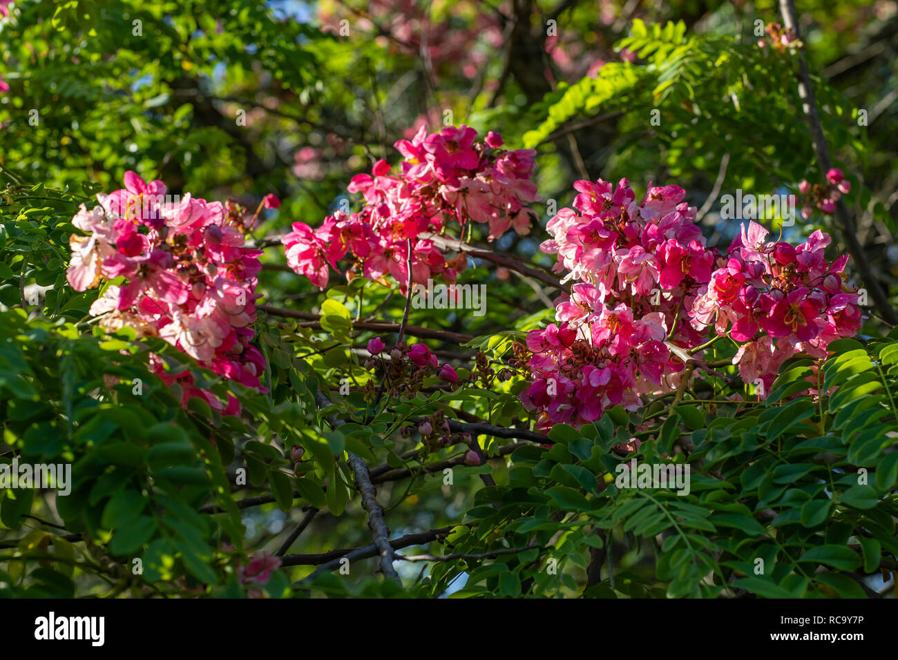 Pink flower. Bunches of acacia flowers. Stock Photo