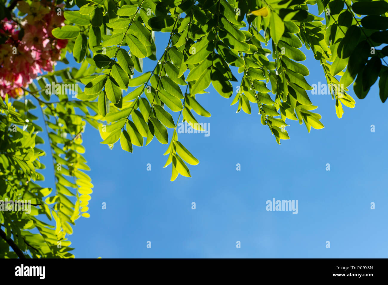 A Detail from a Blue Wall Covered with Green Leaves. Blossoming pink acacia (Robinia Viscosa) against the sky. Stock Photo