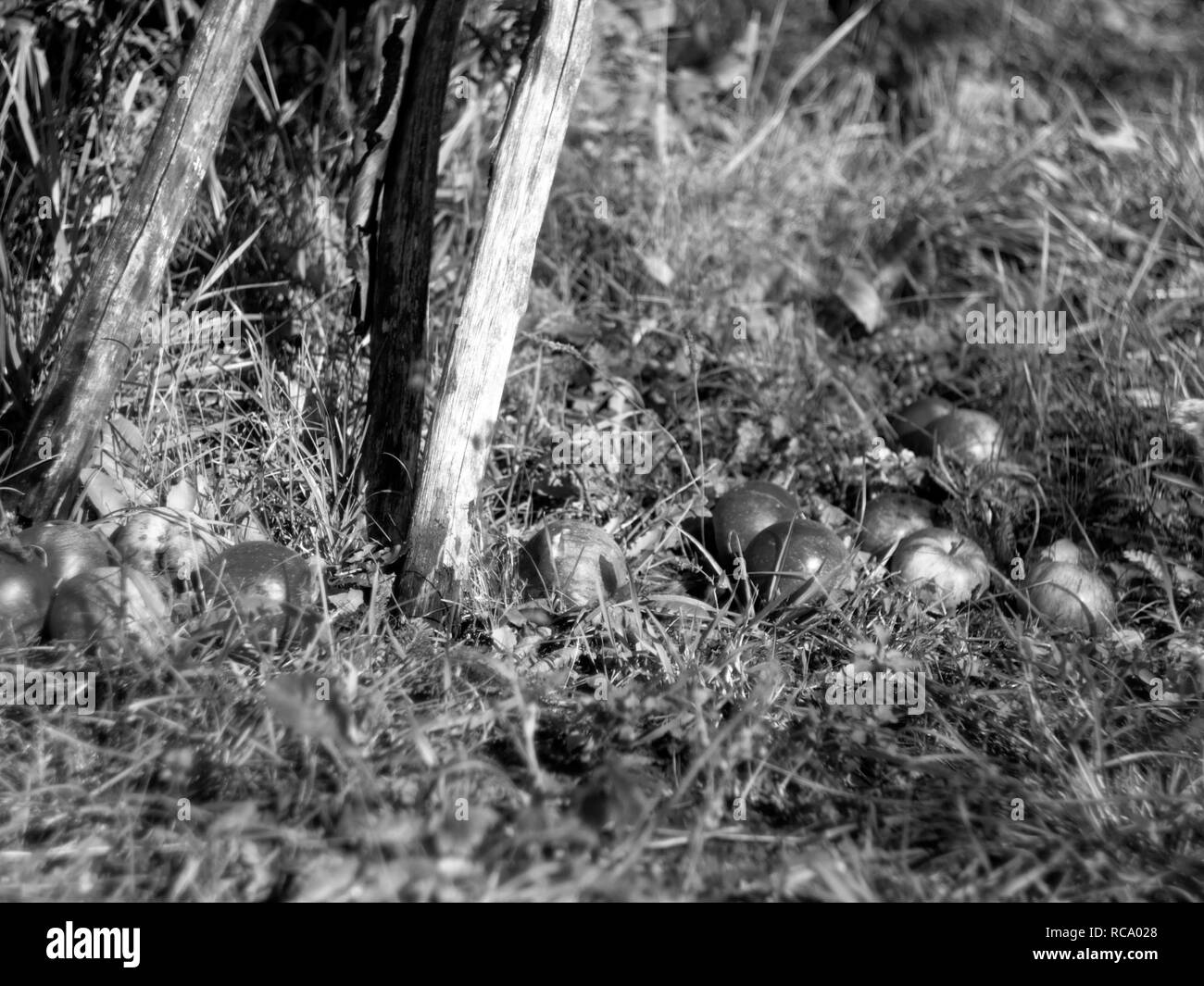 apples fallen from a tree in autumn, black and white photo Stock Photo