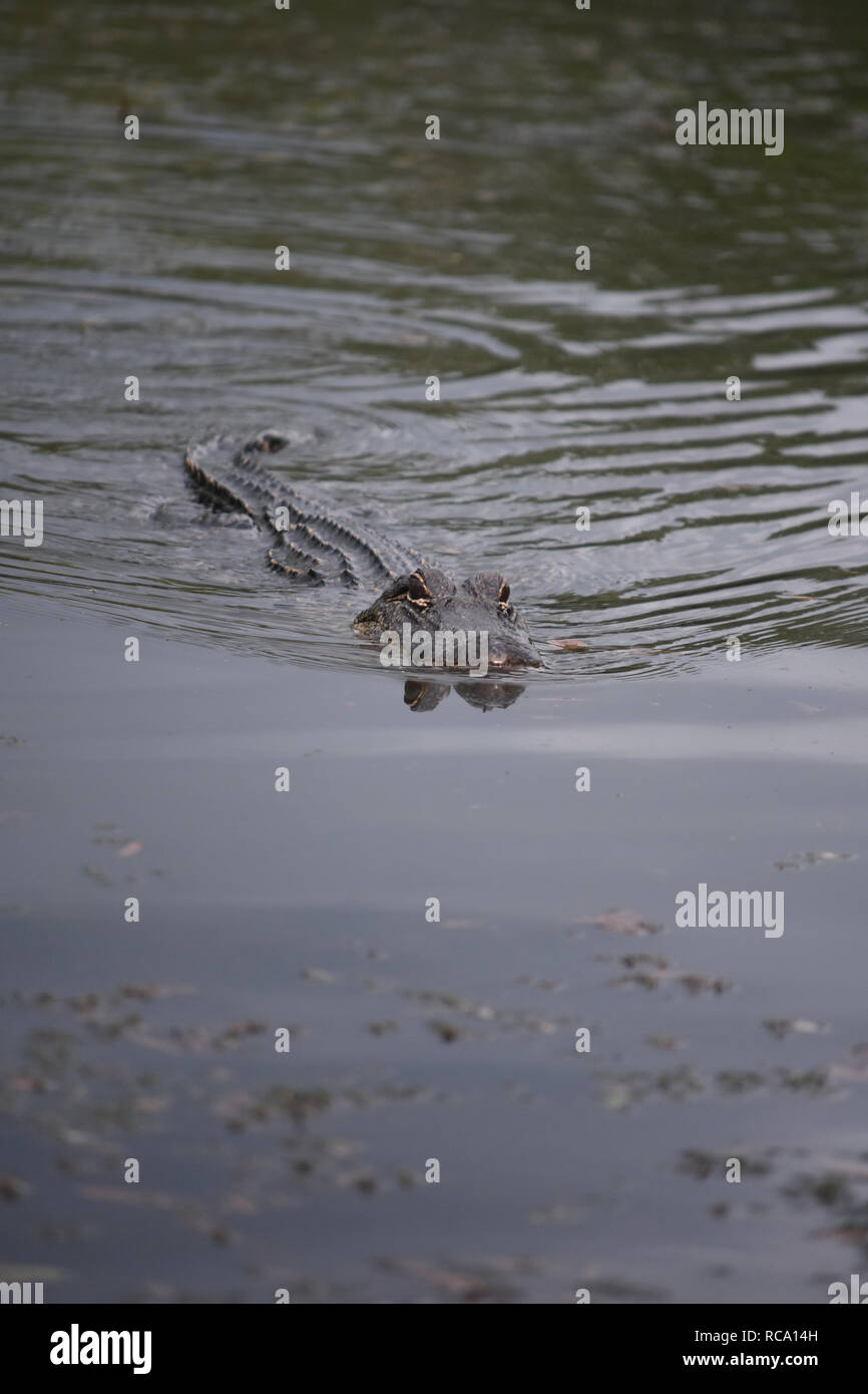 Dangerous alligator swimming through the swamp of Barataria Preserve