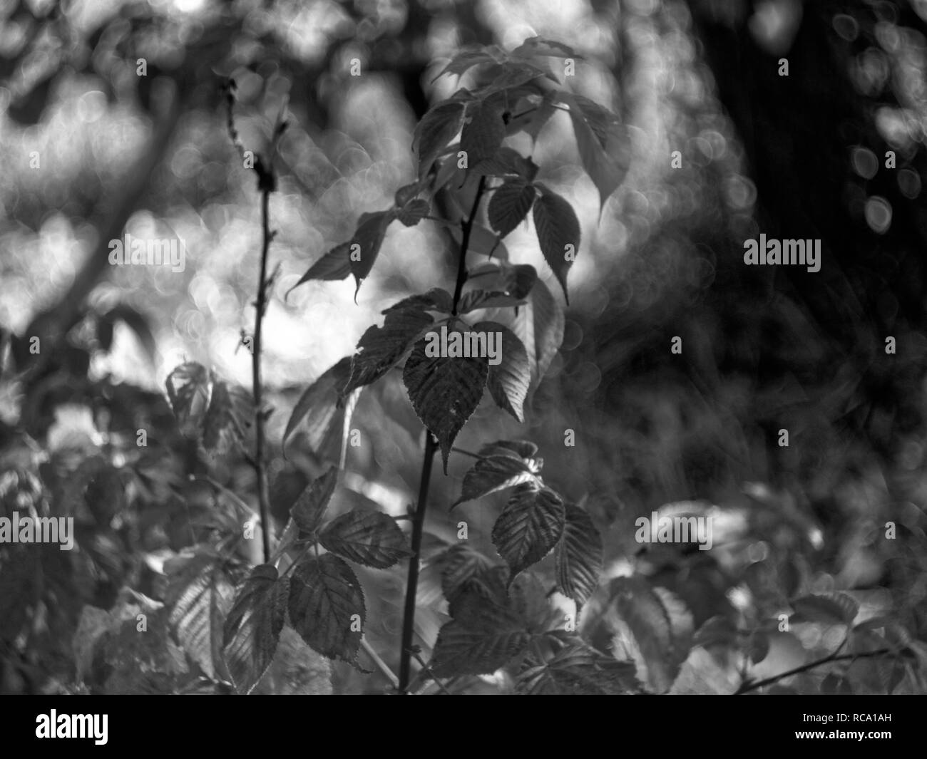 raspberry sprout in autumn in the garden, black and white photo Stock Photo