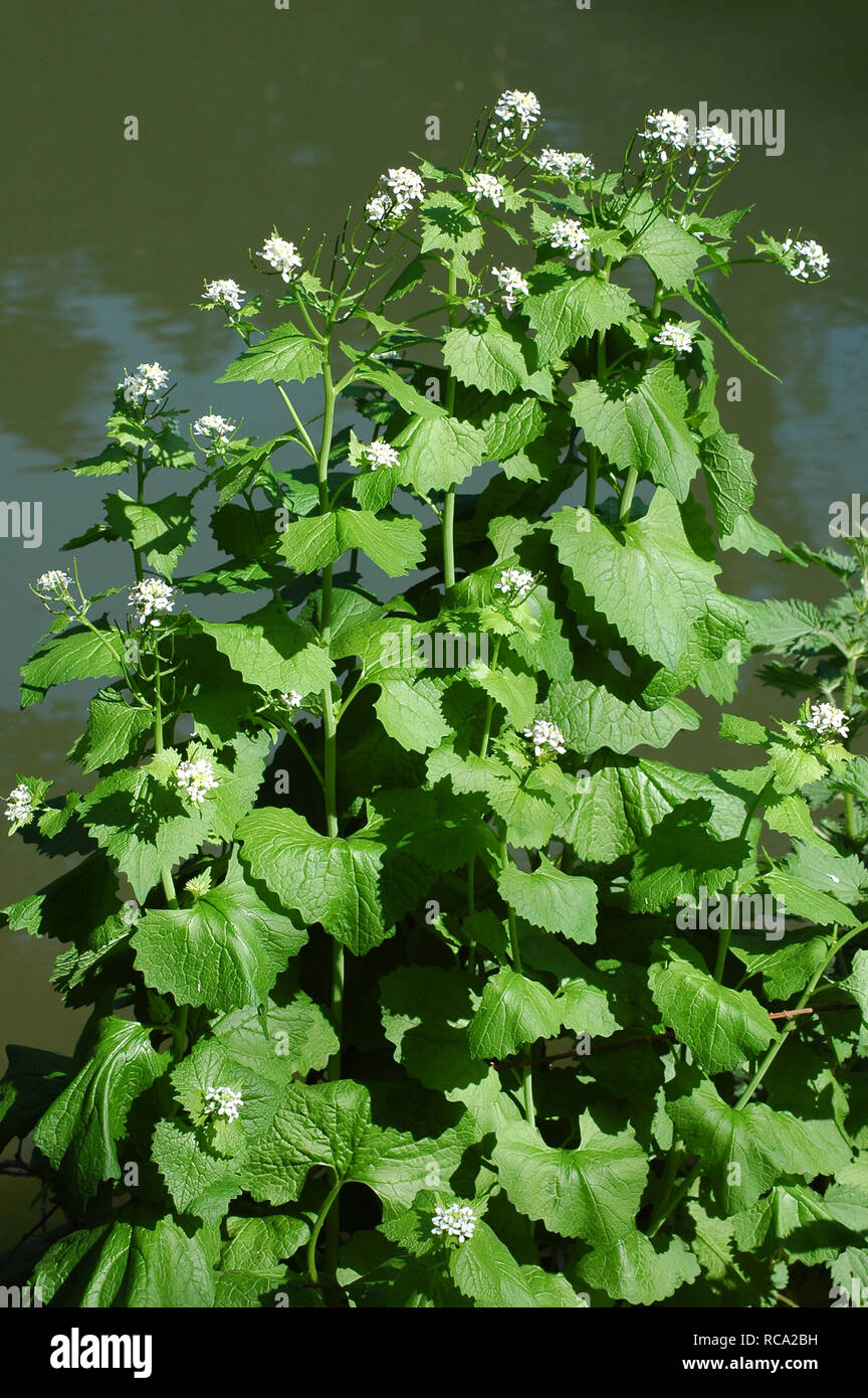 Garlic Mustard, Alliaria petiolata, growing by Chichester Ship Canal. Stock Photo