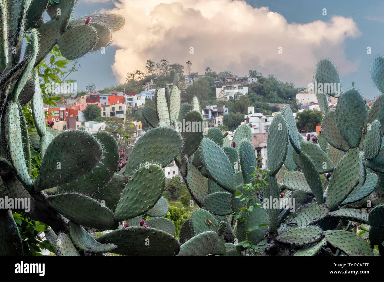 Prickly pear cactus with colorful houses on a hill in Guanajuato, Mexico Stock Photo