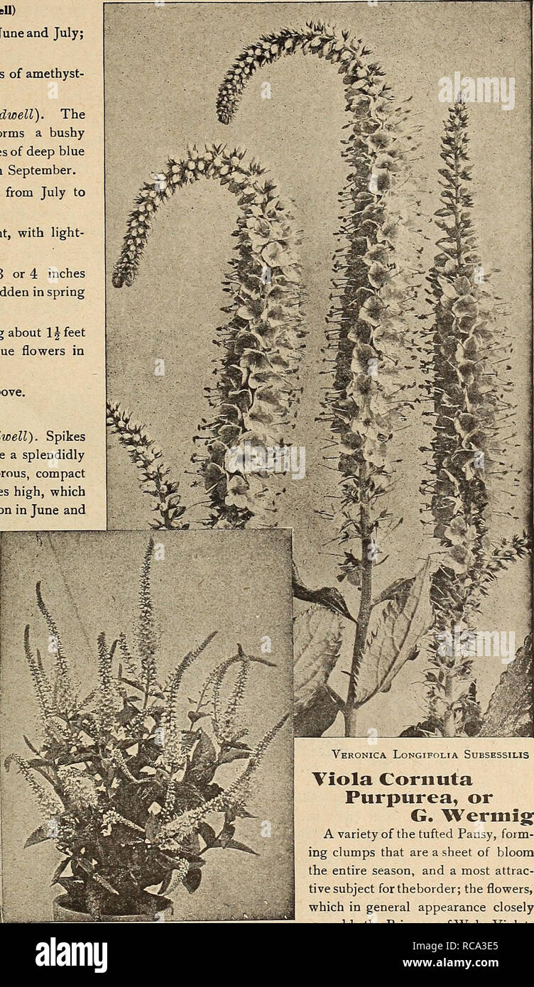 . Dreer's garden book 1919. Seeds Catalogs; Nursery stock Catalogs; Gardening Equipment and supplies Catalogs; Flowers Seeds Catalogs; Vegetables Seeds Catalogs; Fruit Seeds Catalogs. Veronica Spicata Rosea P-^rica Viola Coriiuta Purpurea, or G. Wermig A variety of the tufted Pansy, form- ing clumps that are a sheet of bloom the entire season, and a most attrac- tive subject fortheborder; the flowers, which in general appearance closely resemble the Princess of Wales Violet, make it a splendid substitute for the when these are not to be had. (See Viola Coenuta Purpurea latter during the summer Stock Photo