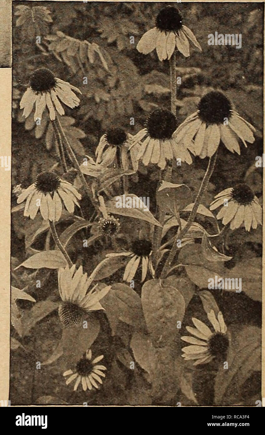 . Dreer's garden book 1919. Seeds Catalogs; Nursery stock Catalogs; Gardening Equipment and supplies Catalogs; Flowers Seeds Catalogs; Vegetables Seeds Catalogs; Fruit Seeds Catalogs. RANUNCULUS (Crow-foot. Buttercup) Acontifolius Fl. PI. (Fair Maids of France). Forms a branching bush 2 feet high; flowers double, pure white, in May and June. (See cut.) Acris Fl. PI. A double- flowered form of our com- mon Buttercup; 2 feet. May and June. 25 cts. each; $2.50 per doz. RUDBECKIA (Cone-flower) Indispensable plants for the hardy border; grow and thrive anywhere, giving a wealth of bloom, which are  Stock Photo