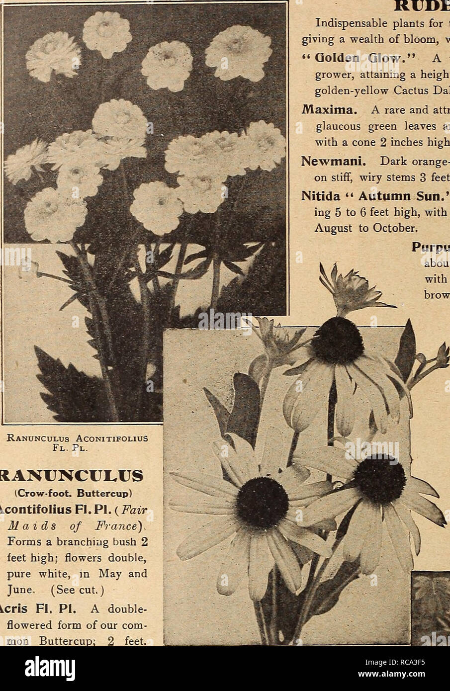 . Dreer's garden book 1919. Seeds Catalogs; Nursery stock Catalogs; Gardening Equipment and supplies Catalogs; Flowers Seeds Catalogs; Vegetables Seeds Catalogs; Fruit Seeds Catalogs. 198 m NWADREffi 4&gt;l1llADELPHIAJ&gt;AmHARDY PERENNIAL PbANTi. RANUNCULUS (Crow-foot. Buttercup) Acontifolius Fl. PI. (Fair Maids of France). Forms a branching bush 2 feet high; flowers double, pure white, in May and June. (See cut.) Acris Fl. PI. A double- flowered form of our com- mon Buttercup; 2 feet. May and June. 25 cts. each; $2.50 per doz. RUDBECKIA (Cone-flower) Indispensable plants for the hardy border Stock Photo