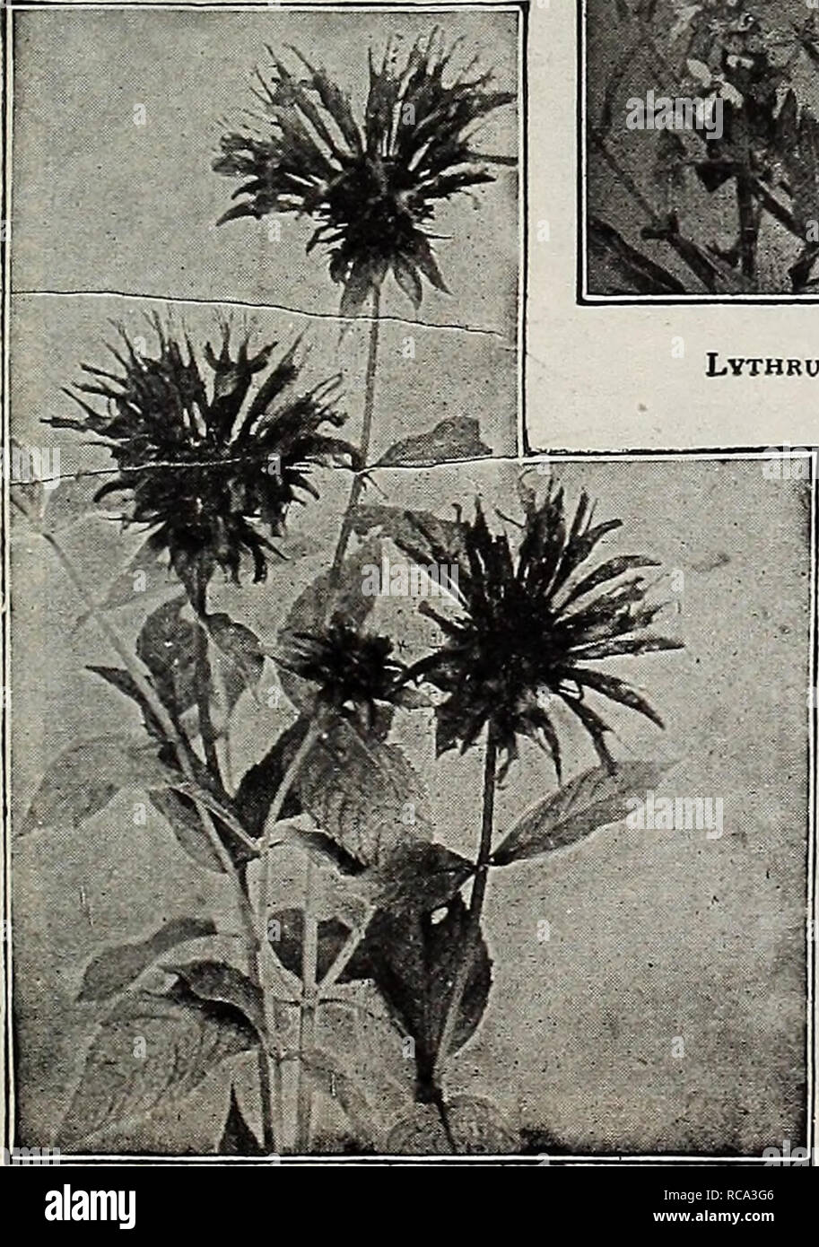 . Dreer's garden book 1919. Seeds Catalogs; Nursery stock Catalogs; Gardening Equipment and supplies Catalogs; Flowers Seeds Catalogs; Vegetables Seeds Catalogs; Fruit Seeds Catalogs. !HEHRTADRRRJ^HIlADELPHIAfA-^HARDY PEREhhlAL Mm 189 L,YSIMACHIA Ciliata (Fringed Loose-strife). Yellow flowers in July. 2 feet. Clethroides {Loose-strife). A fine hardy variety about 2 feet high, with long, dense, recurved spikes of pure white flowers from July to September. Fortunei. A neat variety, growing about 18 inches high, with dense, upright spikes of white flowers in August. Nummularia {Creeping Jenny, or Stock Photo