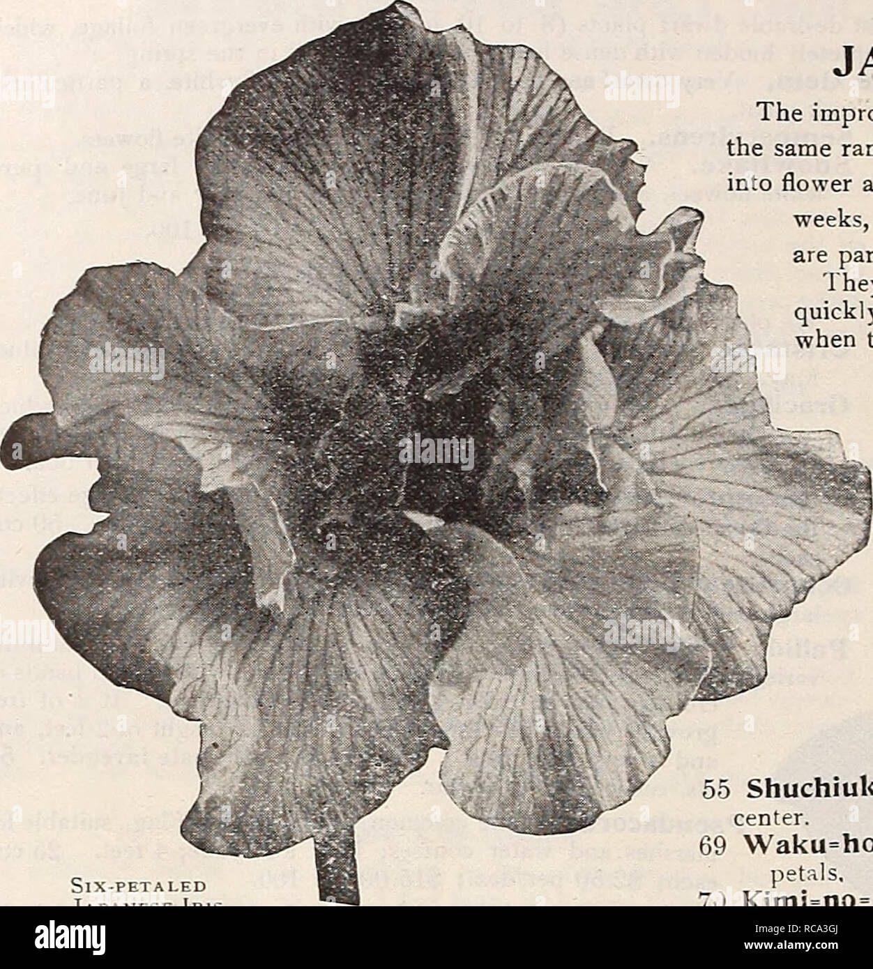 . Dreer's garden book 1919. Seeds Catalogs; Nursery stock Catalogs; Gardening Equipment and supplies Catalogs; Flowers Seeds Catalogs; Vegetables Seeds Catalogs; Fruit Seeds Catalogs. SlX-PETALED Japanese 1ri No. 105 Nagano. petals. 109 Hosokawa. Light violet-blue, veined white, six petals DREER'S IMPERIAL JAPANESE IRIS (iris K^mpferl) The improved forms of this beautiful flower have placed them in the same rank popularly as the Hardy Phloxes and Peonies. Coming into flower about the middle of June and continuing for five or six weeks, they fill in a period when flowers of this attractive type Stock Photo