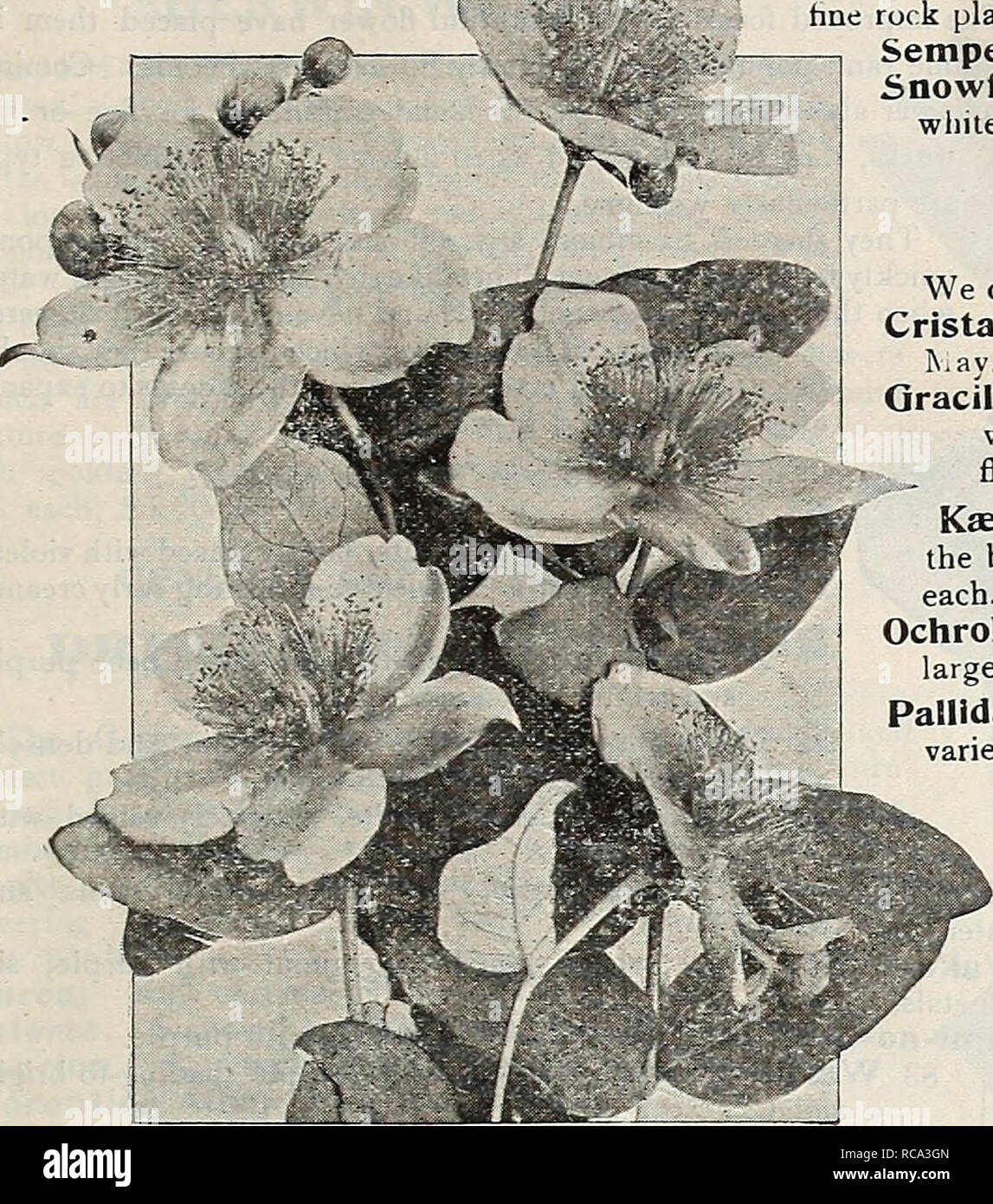 . Dreer's garden book 1919. Seeds Catalogs; Nursery stock Catalogs; Gardening Equipment and supplies Catalogs; Flowers Seeds Catalogs; Vegetables Seeds Catalogs; Fruit Seeds Catalogs. rvfi r-. 185 IBERIS (Hardy Candytuft) Most desirable dwarf plants (8 to 10 inches) with evergreen foliage, which is completely hidden with den^e heads of flowers early in the spring. Little (Jem. Very dwarf and covered with a sheet of white, a particularly hne rock plant. Sempervirens. Innumerable flat heads of pure white flowers. Snowflake. A grand variety,&quot; having exceptionally large and pure white flowers Stock Photo