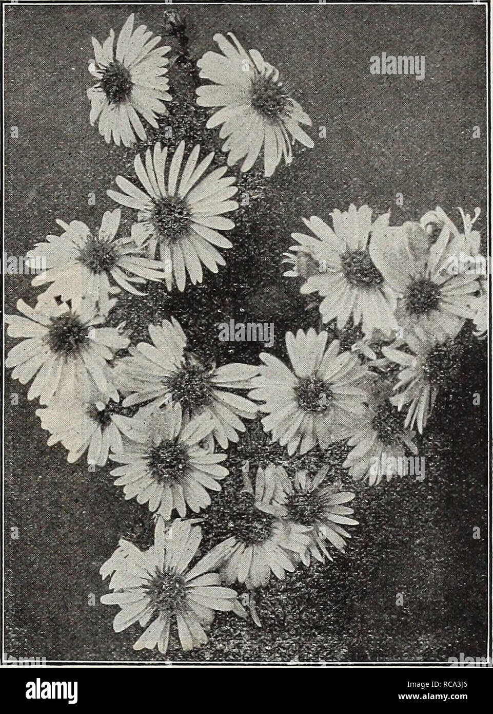 . Dreer's garden book 1919. Seeds Catalogs; Nursery stock Catalogs; Gardening Equipment and supplies Catalogs; Flowers Seeds Catalogs; Vegetables Seeds Catalogs; Fruit Seeds Catalogs. Aster Amellus New Hardy Aster Novi Belgii Climax FAI^I.-FI.O'WERIIVG HARDY ASTERS (Michaelmas Daisies, or Starworts) These are among the showiest of our late-flowering hardy plants, giving a wealth of bloom during September and October, a season when most other hardy flowers are past, and for the best effect should be planted in masses of one color. They grow freely in any soil. The collection offered below is ma Stock Photo