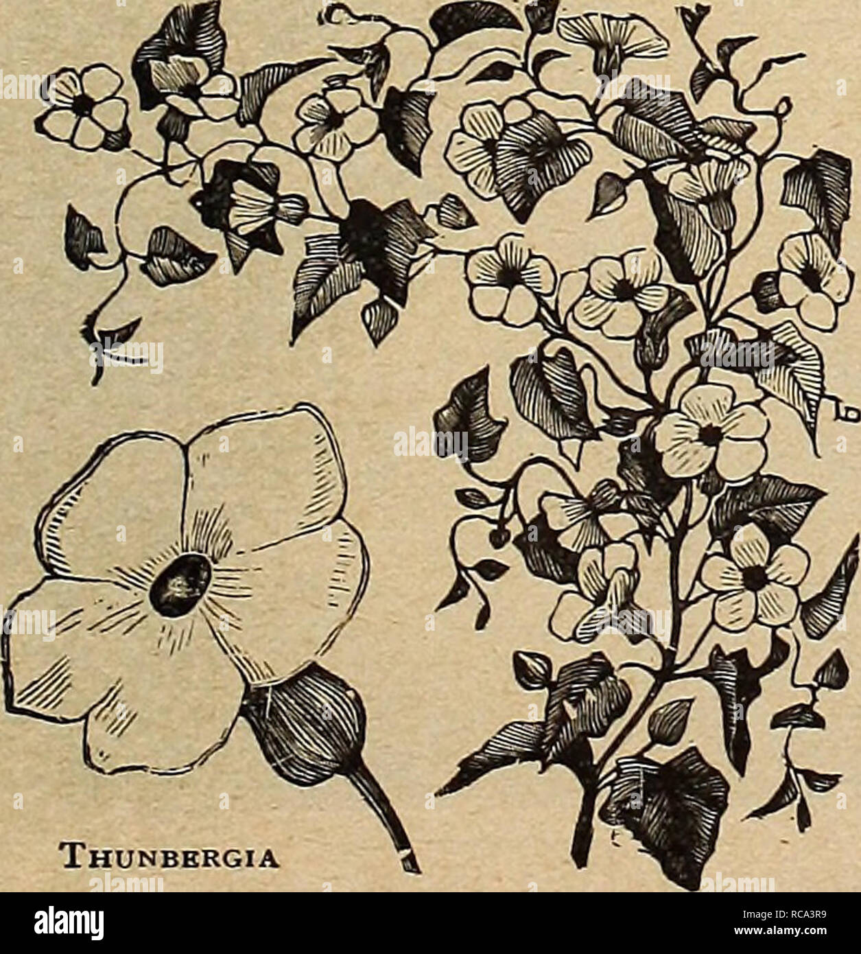 . Dreer's garden book 1919. Seeds Catalogs; Nursery stock Catalogs; Gardening Equipment and supplies Catalogs; Flowers Seeds Catalogs; Vegetables Seeds Catalogs; Fruit Seeds Catalogs. Tagetes Signata Pumila Double AND Single Sweet William THUNBERGIA (Black-eyed Susan) PER PKT. 4310 Beautiful, rapid-grow- ing annual climbers, preferring a warm, sunny situation; used extensively in hanging- baskets, vases, low fences, etc., very pretty flowers in buff, white, orange, etc., with dark eyes; mixed colors; 4 feet. (See cut.) oz., 25 cts 5. Thunbergia TORENIA 4322 Fournieri. A very fine annual; a sp Stock Photo