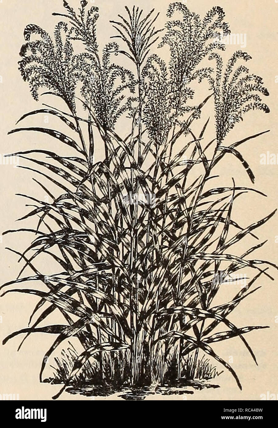 . [Ellwanger &amp; Barry's general catalogue]. Leopard's Bane. Indispensable in any collection, caucasicum. A fine perennial, about eig-hteen inches high; flowers yellow, IH inchesacross; solitary, in early spring-. 35c. Clusii. Similar in habit to the preceding, -with larger flow- ers and later; two feet. May. 2oc. ECmXACEA. intermedia. Very three to four feet Hedgehog Cone-Flower. pretty pink flowers; a showy plant; August. iOC. ErIANTHUS RAVENN.ffl. ELYMUS. Lyme-Grass. arenarius. A long, narrow, gray-colored grass; quite orna- mental ; eighteen inches. 25c. EPIMEDIUM. Barren-Wort. pinnatum  Stock Photo