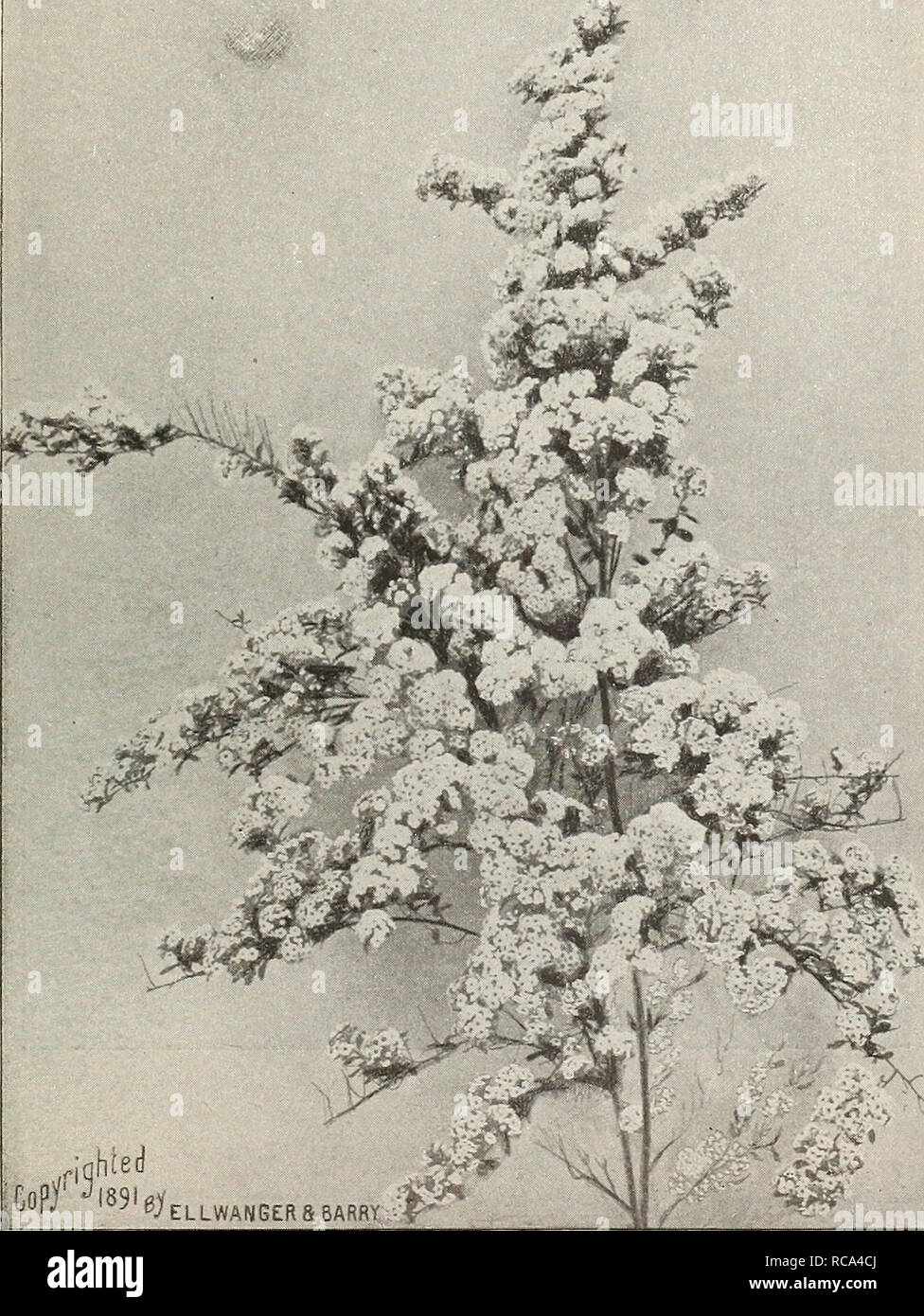 . [Ellwanger &amp; Barry's general catalogue]. GENERAL CATALOGUE. 95 Spiraea Thunbergii. THtJNBERG's SpiB^A. D. Of dwarf habit and rounded, graceful form; branches slender and somewhat drooping; follag-e narrow and yellowish trreen; flowers small, white, appearing early in spring, being one of the first Spirseas to flower. Esteemed on account of its neat, graceful habit. Forces well in winter. 35c. S. trilobata. Three-lobbd Ppir^a. D. A vigorous grower. Three-lobed leaves; white flowers. 3oc. S. ulmifolia. Elm-leaved SpiRjEA. D. Leaves somewhat resembling those of the elm, and large, round clu Stock Photo