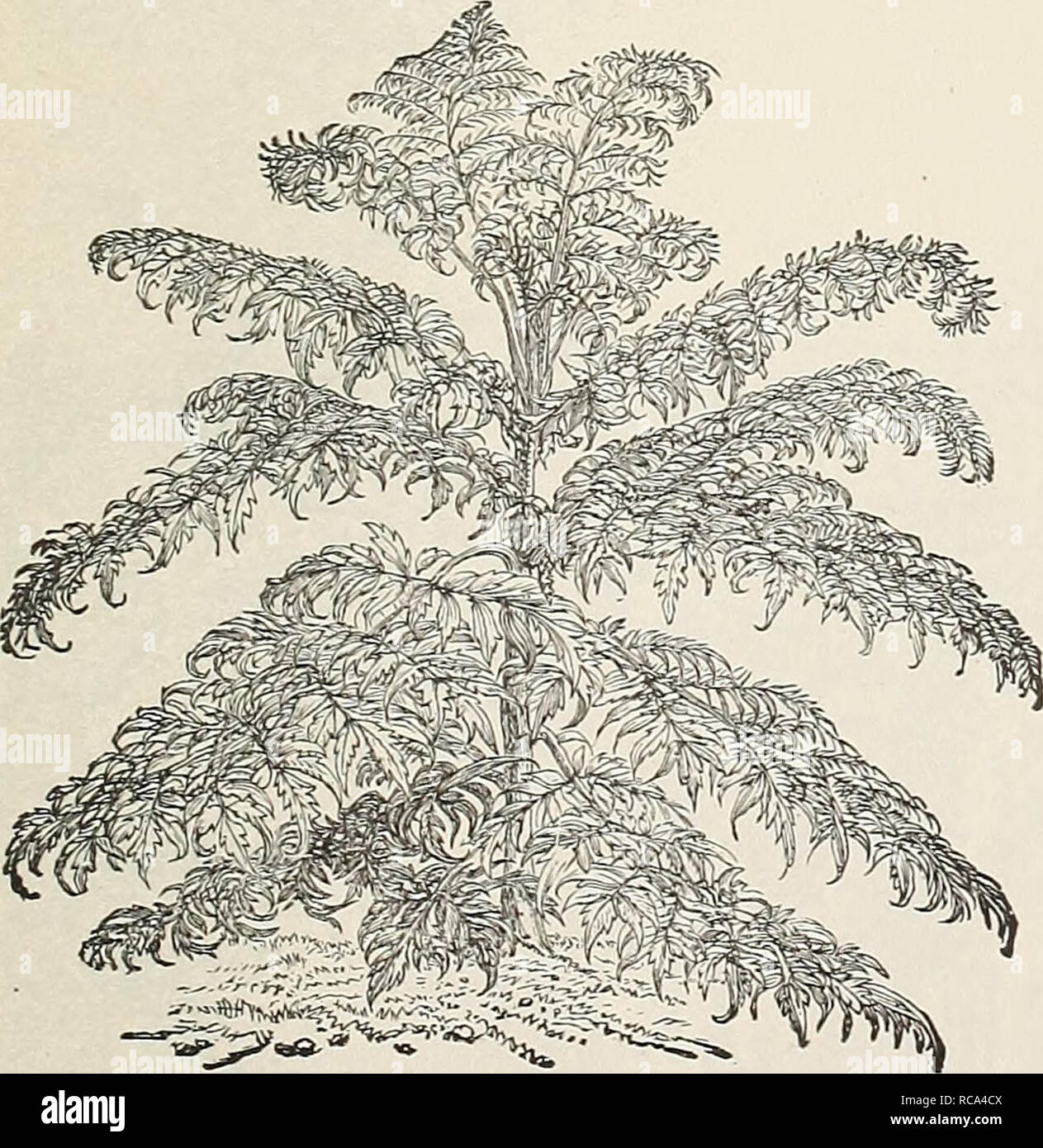 . [Ellwanger &amp; Barry's general catalogue]. Rhodotypus Kerrioides. {Reduced.) fern leaves; dark green above and glaucous below, and. Rhus glabra var. laciniata—Cut-leaved Sumach. (Reduced.) KIBES. CiiiTant. .ToHANNiSBEERE, Ger. Groseillier, Fi&quot;. The flowering currants are gay, beautiful shrubs in early spring, and of the easiest culture. K. alpina. D. A good old variety. Small yel- low flowers. Distinct. 3.5c. K. aiireiim. YELLOW-FLOWERING CURRANT. D. A native species, with glabrous, shining leaves, and yellow flowers. 35c. K. Gordonianum. GORDON'S CURRANT. D. A hj'brid between aureum  Stock Photo