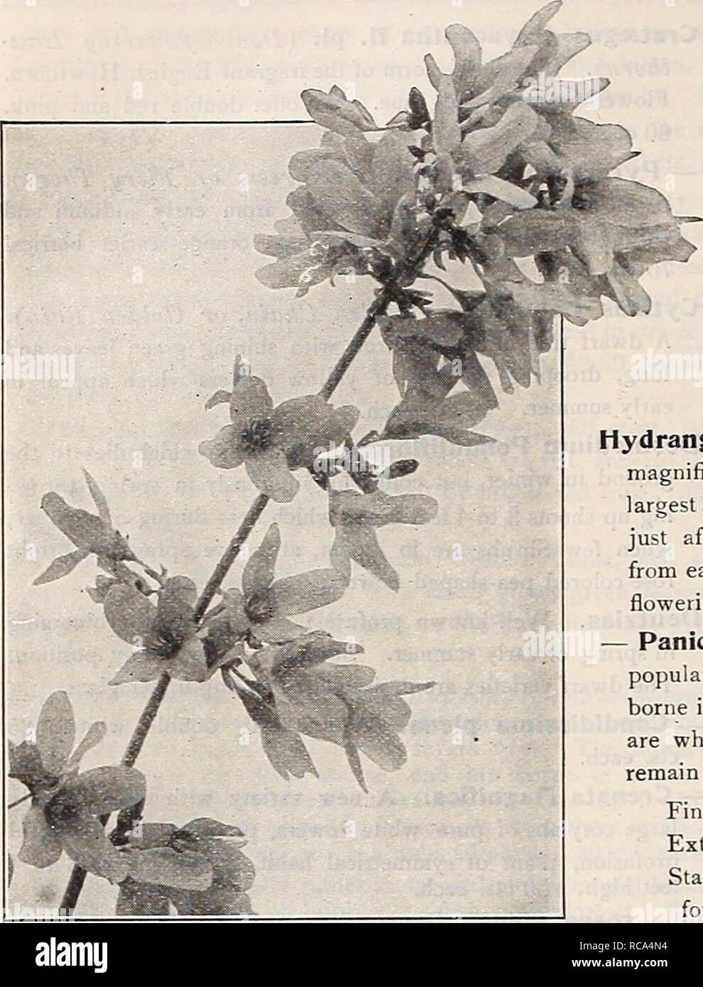 . Dreer's garden book 1918. Seeds Catalogs; Nursery stock Catalogs; Gardening Equipment and supplies Catalogs; Flowers Seeds Catalogs; Vegetables Seeds Catalogs; Fruit Seeds Catalogs. 224 HEHRYADREER-PHILADtLPmA-PA^CFlOlCE HARDY5liRUEsTTtTJ. FORSYTHIA Eleagnus Longipes {Japanese Oleaster). A very desirable nearly evergreen Shrub of medium height, with light foliage, which is silvered on the under surface. The abundant crop of orange-colored fruit is a very attractive feature during the summer. 35 cts. each. Elsholtzia Stauntoni. A Shrub that should be in every collection, being one of the few  Stock Photo