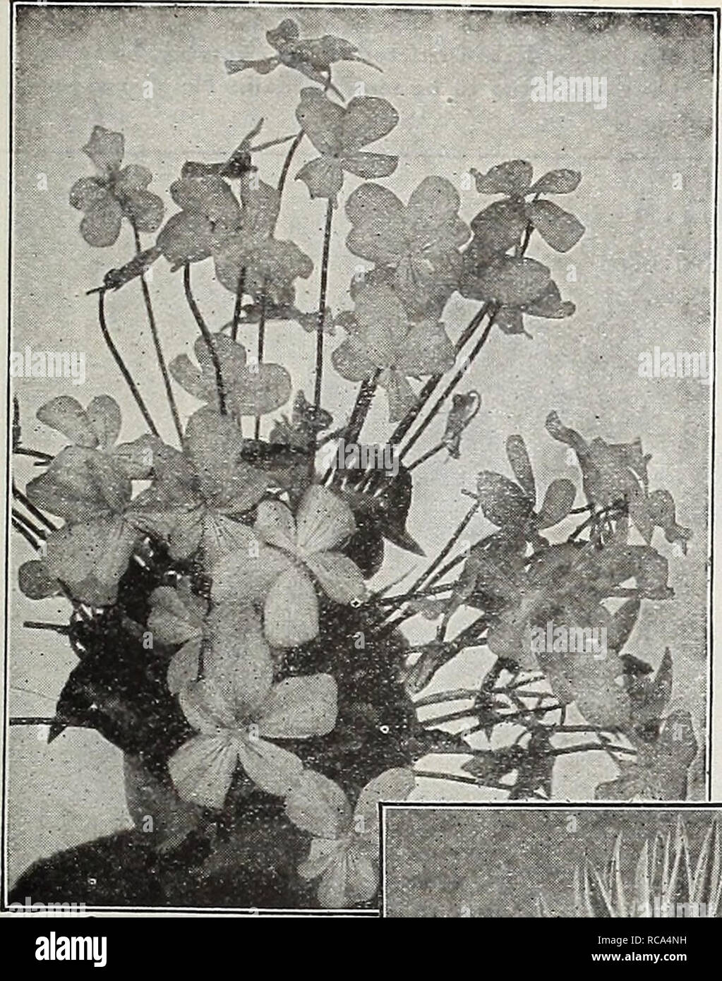 . Dreer's garden book 1918. Seeds Catalogs; Nursery stock Catalogs; Gardening Equipment and supplies Catalogs; Flowers Seeds Catalogs; Vegetables Seeds Catalogs; Fruit Seeds Catalogs. Bjjji PHILADELPHIA 1 IjpARDY PEREMIJIAL PbANn&quot;f|ffl 219. Viola Cornuta Purpurea Viola Cornuta Purpurea, or G. Wermig A variety of the tufted Pansy, forming clumps that are a sheet of bloom the entire season, and a most attractive subject for the border; the flowers, which in general appearance closely resemble the Prin- cess of Wales Violet, make it a splendid substitute for the latter during the sum- mer m Stock Photo