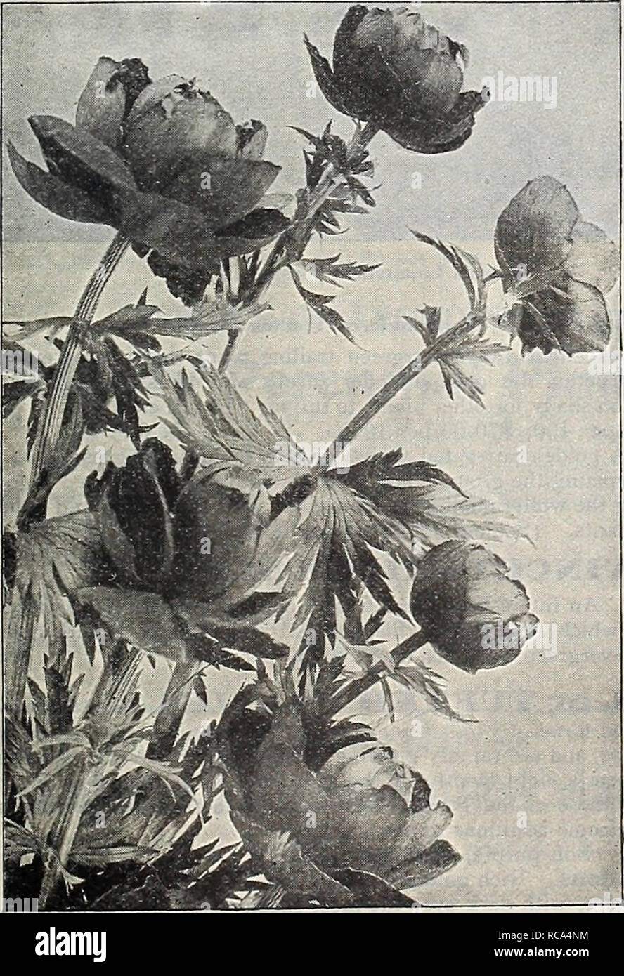 . Dreer's garden book 1918. Seeds Catalogs; Nursery stock Catalogs; Gardening Equipment and supplies Catalogs; Flowers Seeds Catalogs; Vegetables Seeds Catalogs; Fruit Seeds Catalogs. Trollius or Globe Flower Tkitoma (Red-Hot Poker Plant) TROLLIUS (Globe Flower Desirable free flowering plants, producing their giant Buttercup like blossoms on stems 1 to 2 feet high from May until August; suc- ceed admirably in the border in a half-shady position in well drained, preferably light soil. Caucasicus &quot;Orange Globe.&quot; Large, deep orange-colored flowers. EuropaeilS. Large, bright yellow, glob Stock Photo