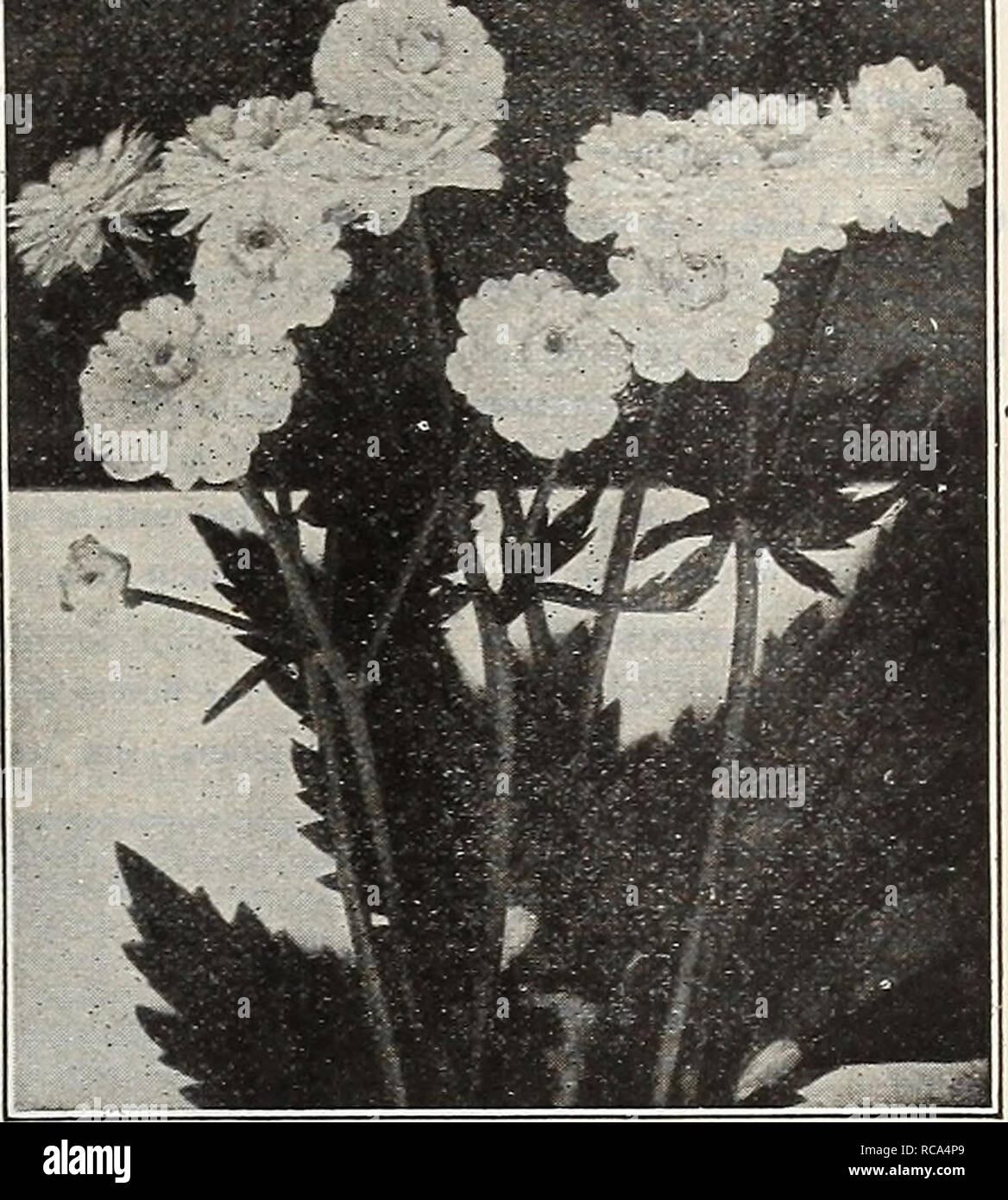 . Dreer's garden book 1918. Seeds Catalogs; Nursery stock Catalogs; Gardening Equipment and supplies Catalogs; Flowers Seeds Catalogs; Vegetables Seeds Catalogs; Fruit Seeds Catalogs. .HHIRTADRKR ^IIAKLPHIA'PA-S.HARDY PERENNIAL PIAMT3 211 PULMONARIA (Lungwort, Bethlehem Sage) Angustifolia Azurea [Blue Cowslip, or Lungwort). The prettiest of the blue Cowslips ; grows about a foot high, and one of the first to bloom in early spring, bearing attractive funnel-shaped, deep gentian - blue flowers ; very desirable. Saccharata Maculata. A beautiful plant, rivaling in the markings of its foliage many  Stock Photo