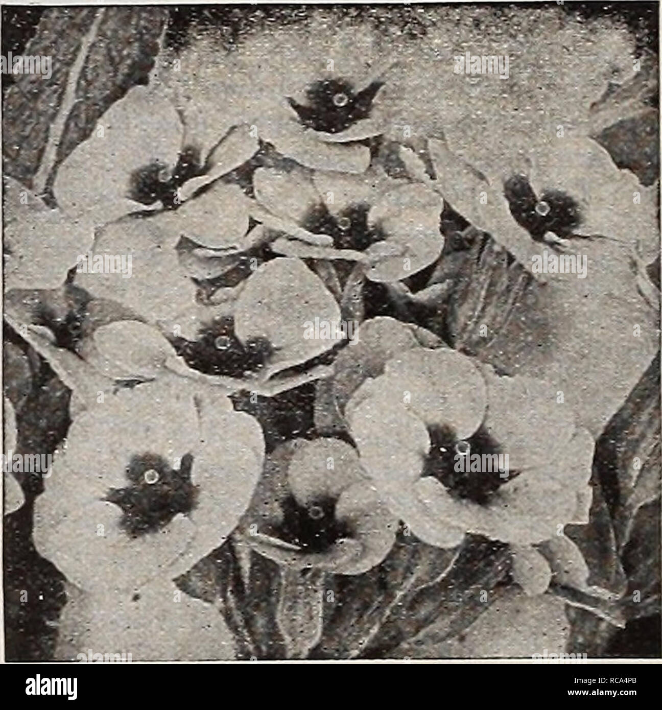 . Dreer's garden book 1918. Seeds Catalogs; Nursery stock Catalogs; Gardening Equipment and supplies Catalogs; Flowers Seeds Catalogs; Vegetables Seeds Catalogs; Fruit Seeds Catalogs. Japanese Primroses POTENTILLA (Cinquifoii) Charming plants for the border, with brilliant single or double flowers that are produced in profusion from June to August; succeeds in any soil; 18 inches. Atrosanguinea. Rich crimson, single. Pyrenaica. Single, golden-yellow. Vulcan. Double, rich crimson. William Rollison. Bright vermilion; double. 25 cts. each; $2.50 per doz. Set of 4 sorts for 85 cts. Primula Vulgari Stock Photo