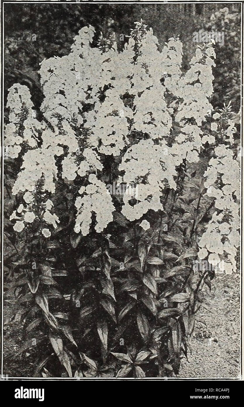 . Dreer's garden book 1918. Seeds Catalogs; Nursery stock Catalogs; Gardening Equipment and supplies Catalogs; Flowers Seeds Catalogs; Vegetables Seeds Catalogs; Fruit Seeds Catalogs. PHLOX AKENDSI A new race of Hardy Phlox which originated through the suc- cessful crossing of the early flowering popular Phlox Divaricata Canadensis with the showy hardy varieties of Phlox Decussata. The plants are of vigorous, branching habit, growing according to the variety, from 12 to 24 inches high. Coming into flower during the latter part of May, they continue in good condition for nearly two months, prod Stock Photo