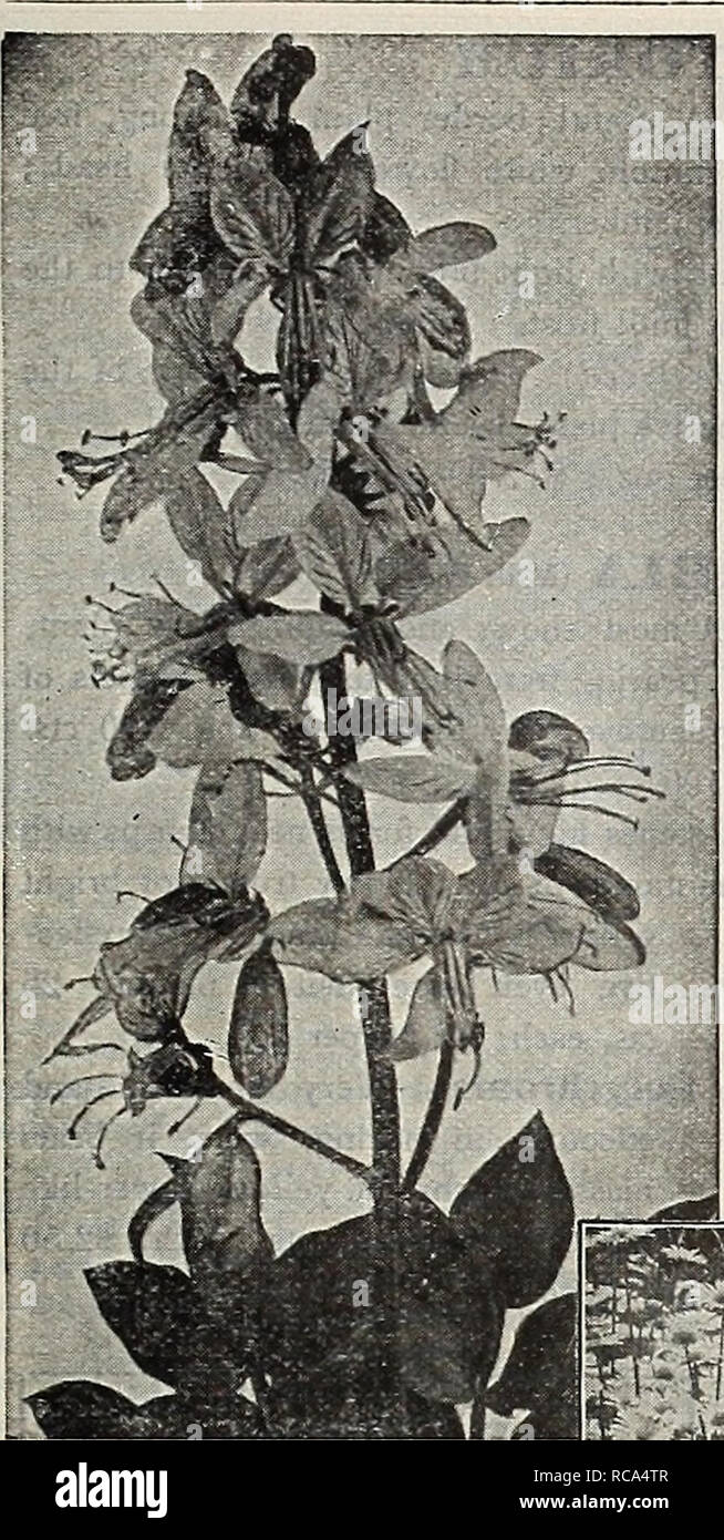 . Dreer's garden book 1918. Seeds Catalogs; Nursery stock Catalogs; Gardening Equipment and supplies Catalogs; Flowers Seeds Catalogs; Vegetables Seeds Catalogs; Fruit Seeds Catalogs. HENRTADREER -PHIIADELPHIA'W'^HARDY PERENNIAL PLANTS- JIJ ™. DIANTHUS (Pink,) Deltoides (Maiden Pink). A charming creeping variety, with medium-sized pink flowers in June and July; especially suited for the rock garden. — Alba. A pretty white-flowered form. Latifolius atrococcineus Fl. PI. (Ever-blooming Hybrid Sweet William). A beautiful summer bedding variety, producing masses of brilliant fiery crimson double f Stock Photo