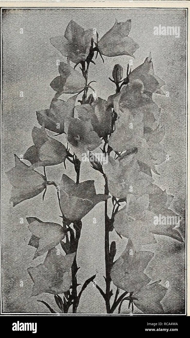 . Dreer's garden book 1918. Seeds Catalogs; Nursery stock Catalogs; Gardening Equipment and supplies Catalogs; Flowers Seeds Catalogs; Vegetables Seeds Catalogs; Fruit Seeds Catalogs. (JHfHmffA-Dlgt--fflllADflPH|A-M-® HARDY PEBEHWAL.PLAMP- JTfH185 DREER'S CANTERBURY BELLS (Campanula Medium) Illustrated on the plate opposite, Among the many subjects flowering in late May and June the old-fashioned Canterbury Bells are among the showiest and most effective. Planted either in clumps of a few plants or in great masses their bold spikes of showy flowers in dainty tones of rose-pink, blues and white Stock Photo