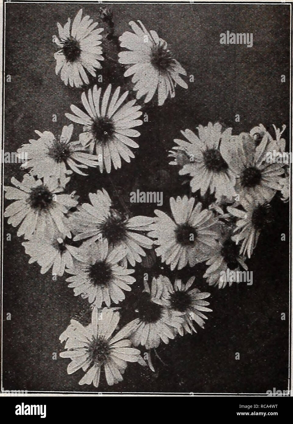 . Dreer's garden book 1918. Seeds Catalogs; Nursery stock Catalogs; Gardening Equipment and supplies Catalogs; Flowers Seeds Catalogs; Vegetables Seeds Catalogs; Fruit Seeds Catalogs. 182          qggjj   -J-U-U. New Hardy Aster Novi-BELgn Climax Dwarf Alpine Hardy Asters Summer-flowering Hardy Asters Are offered on page 181 PLANS OF HARDY BORDERS These are shown together with list of suitable plants in our Special Catalogue of Hardy Plants. Copies free on request. a#     K-- &quot; 'â¢'&quot;â tfr - ^M H-  BP^^^d -     i 0 I*-**- #% ^*Â» Hardy Asters, or Michaelmas Daisies FALL-FLOWERING HARD Stock Photo