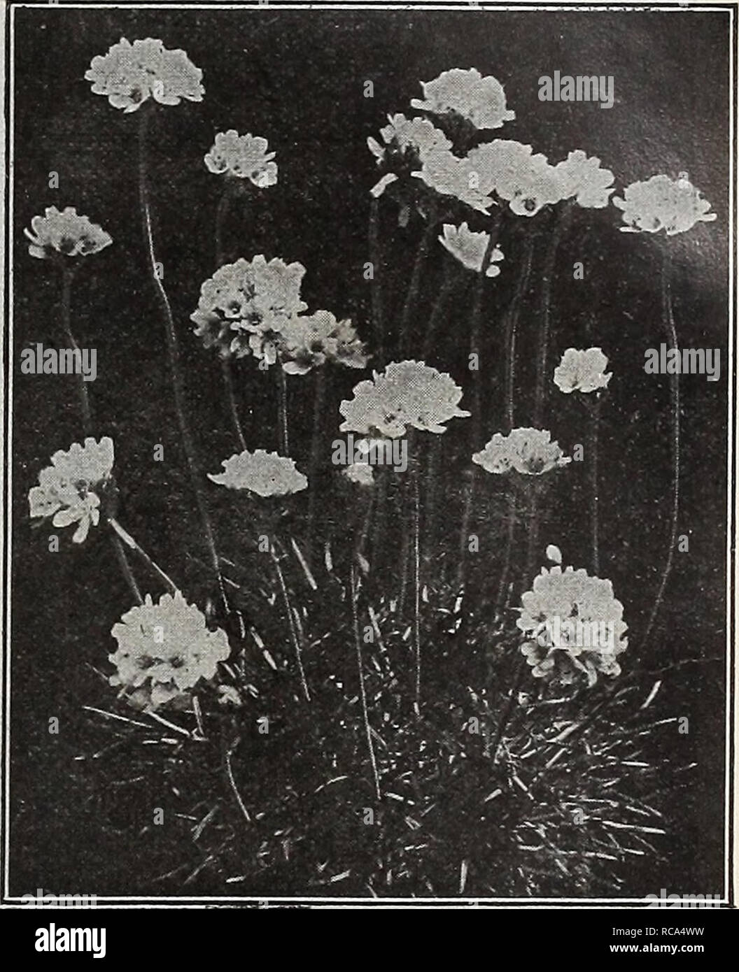 . Dreer's garden book 1918. Seeds Catalogs; Nursery stock Catalogs; Gardening Equipment and supplies Catalogs; Flowers Seeds Catalogs; Vegetables Seeds Catalogs; Fruit Seeds Catalogs. Dwakf Alpine Aster Armbria Japanese Double White Hardy Aster This came to us unnamed from a Japanese nurseryman, and is entirely distinct from all other hardy Asters; the plants are of symmetrical habit and grow about 2 feet high and bear from July to September double white flowers not unlike the double white Feverfew. 30 cts. each; $3.00 per doz. Aster Amellus King George SUMMER-FLOWERING HARDY ASTERS The follow Stock Photo
