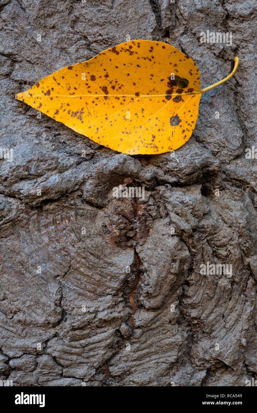 A leaf from a poplar tree balances on the top of a knot hole in the fall. California, USA Stock Photo