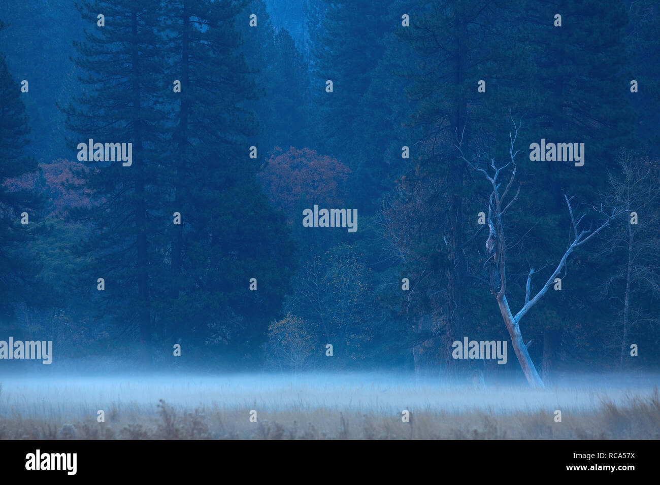 Fog rises from a meadow in Yosemite Valley in Yosemite National Park of California, USA. Stock Photo