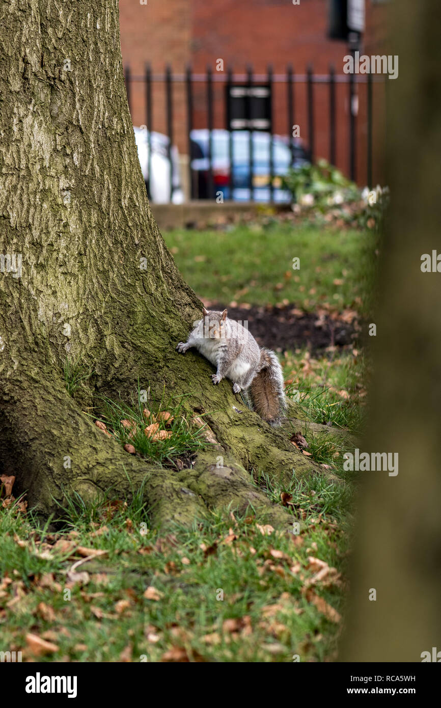 Squirrel in a park Stock Photo