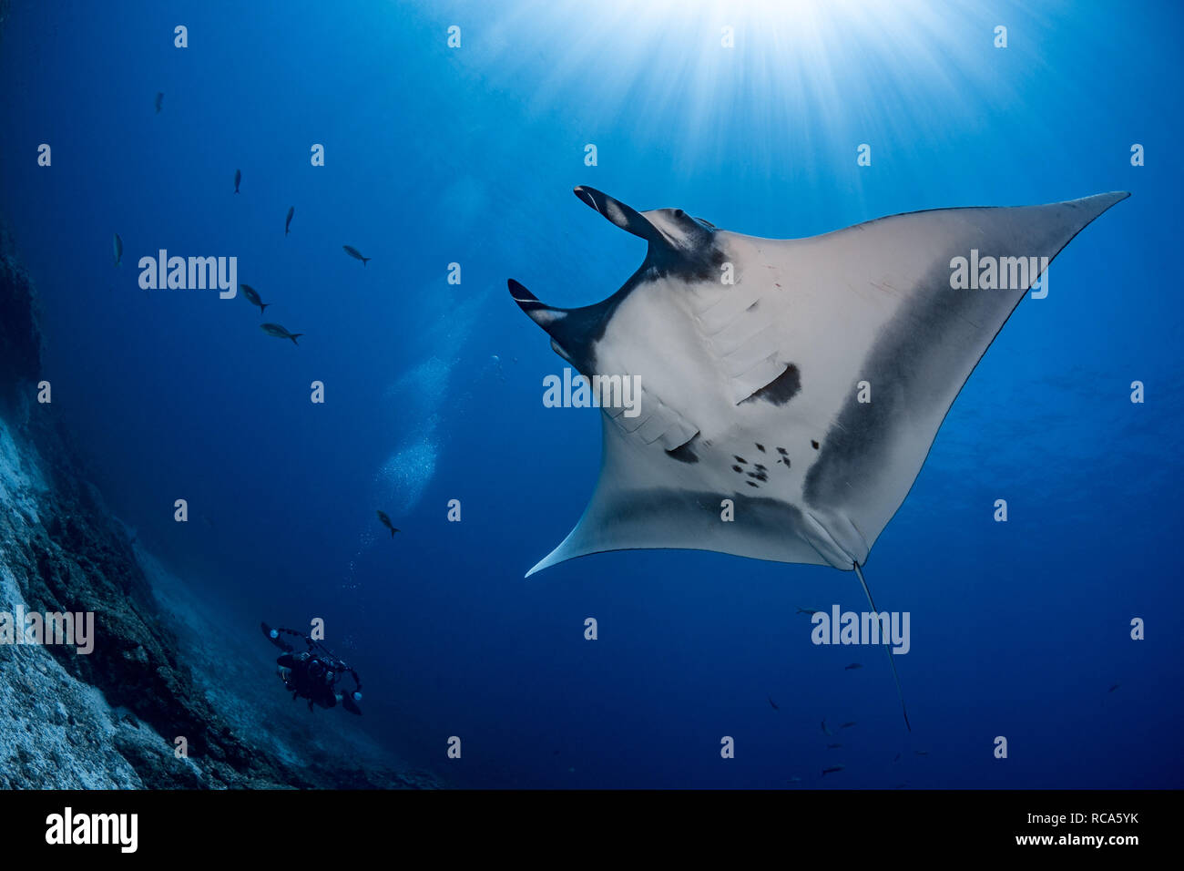 A giant manta and diver Stock Photo
