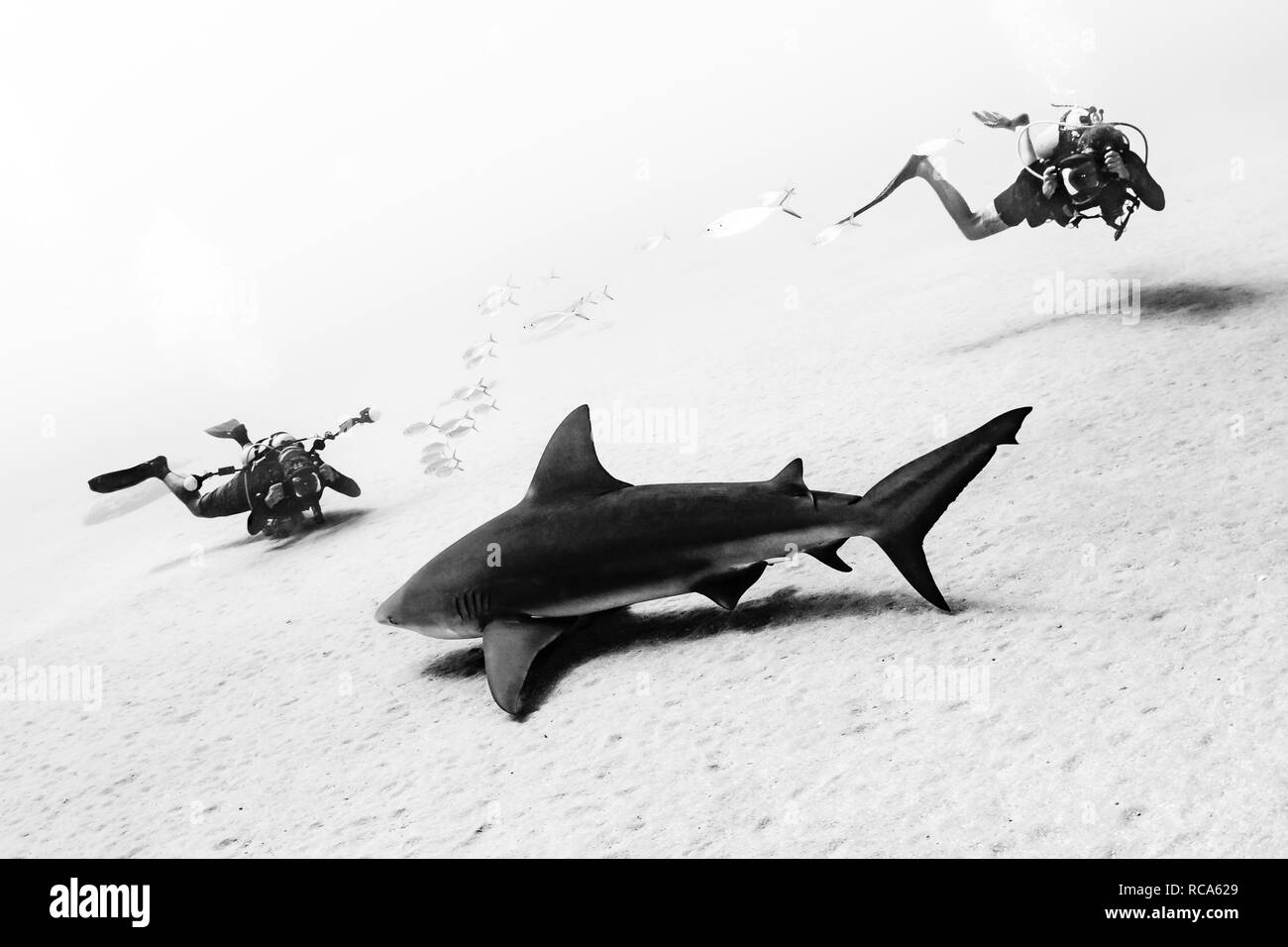 Divers with a bull shark Stock Photo