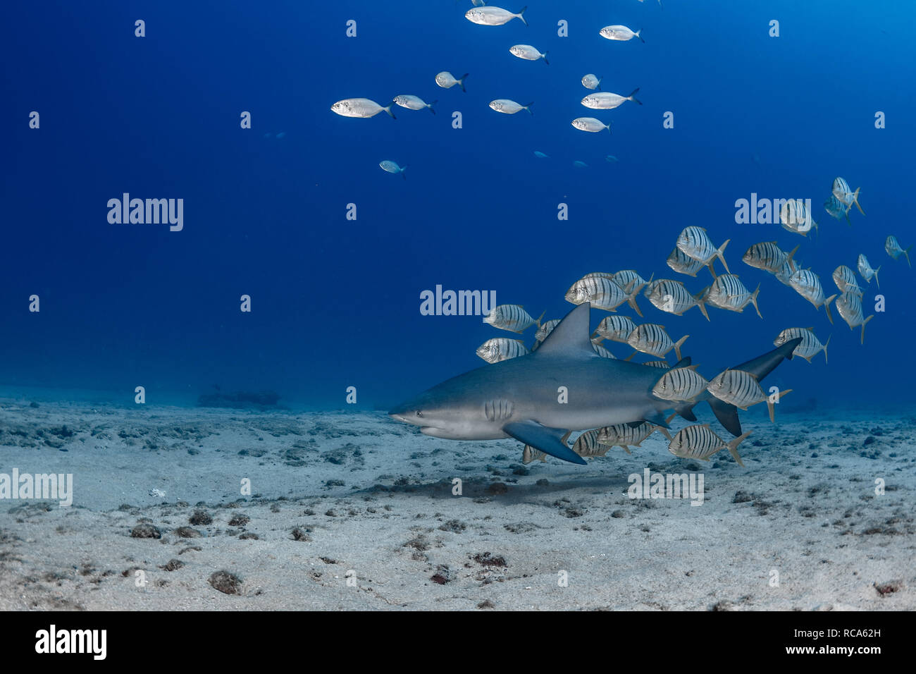 This bull shark brought his whole entourage to say hello to the divers. Stock Photo