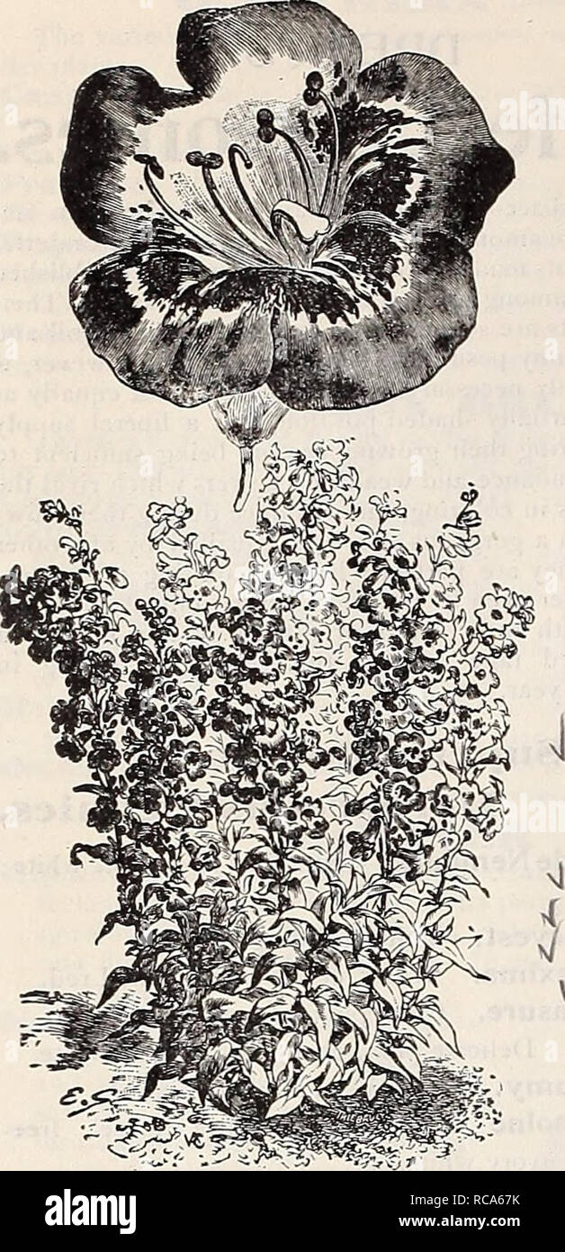 . Dreer's garden book : 1906. Seeds Catalogs; Nursery stock Catalogs; Gardening Equipment and supplies Catalogs; Flowers Seeds Catalogs; Vegetables Seeds Catalogs; Fruit Seeds Catalogs. Phlox Subulata. Pentstemon Sensaiion. PHI^OX AMCEIVA. This is one of the best varieties for carpet- ing the ground, the rockery or the border; it grows but 4 inches high, and in spring is a sheet of rich, bright pink flowers. 10 cts. each ; $1.00 per doz.; $6.00 per 100. PHI.OX CAROI.INA. A dwarf-growing species, rarely exceeding 12 inches in height, and producing during May and June masses of bright rosy-red f Stock Photo