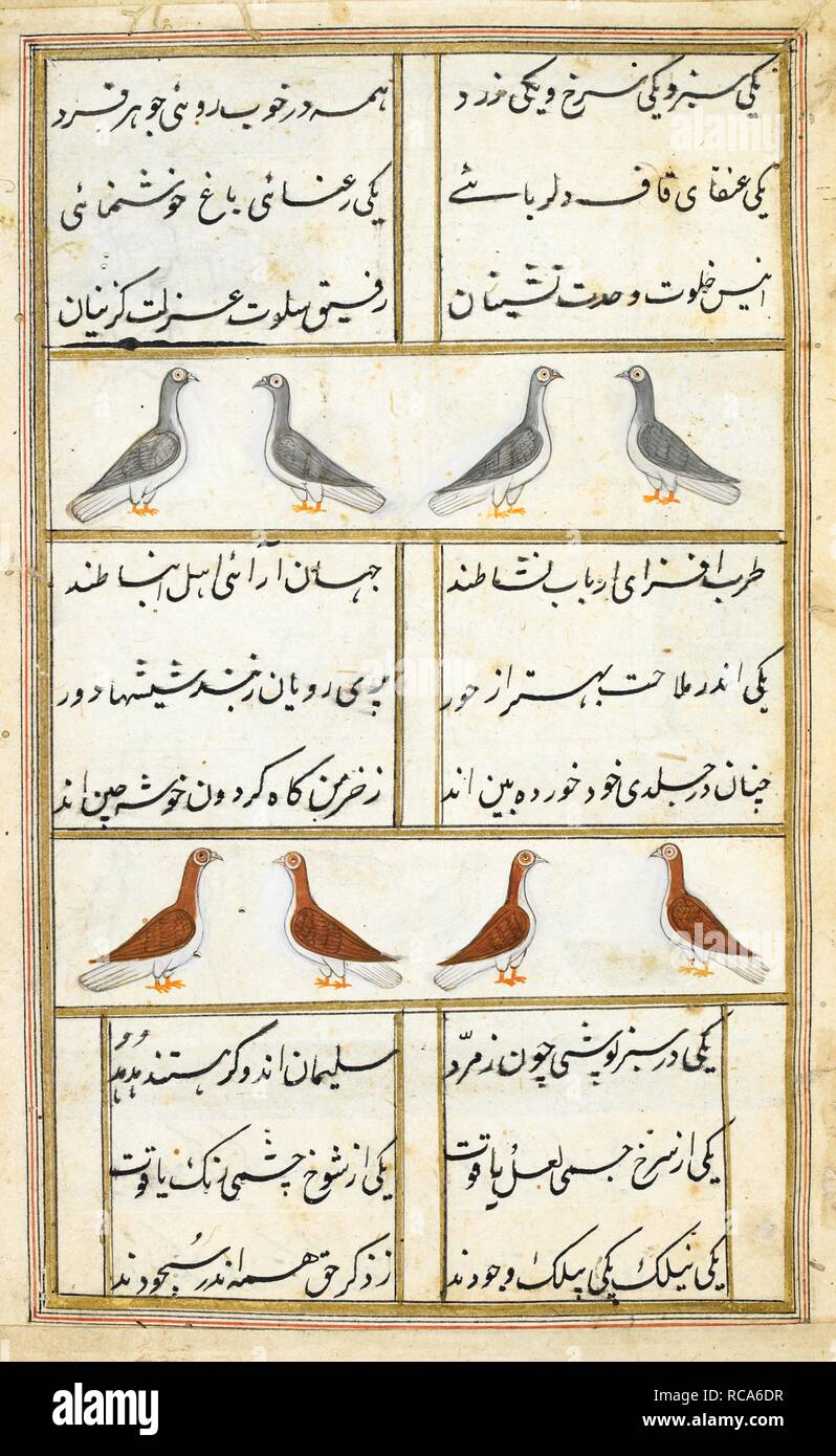 Two rows of pigeons, the birds of the upper register with grey backs