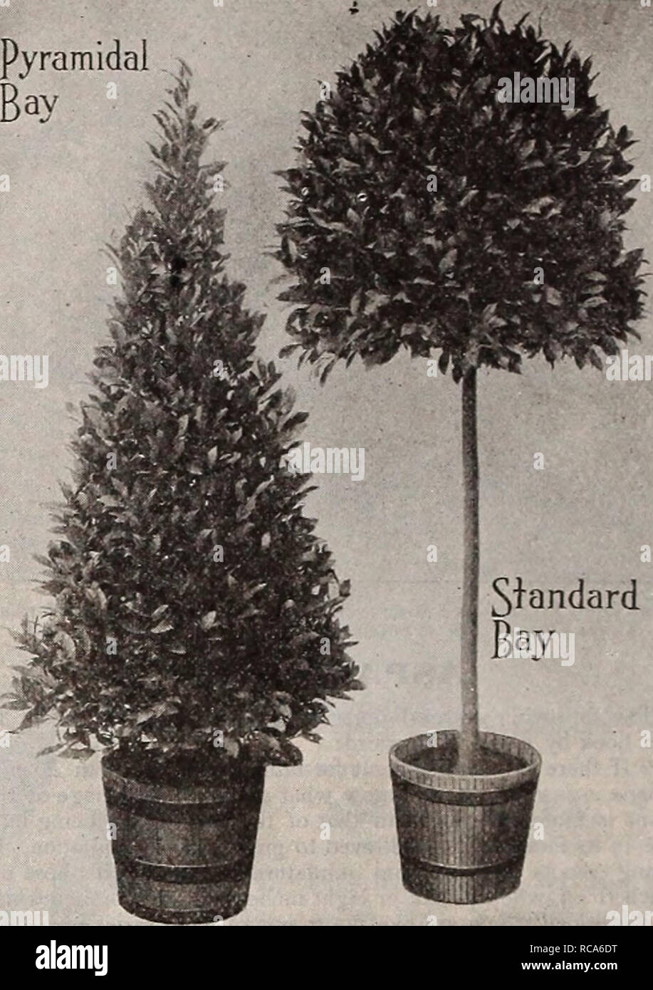 Dreer S Garden Book Seventy Third Annual Edition 1911 Seeds Catalogs Nursery Stock Catalogs Gardening Equipment And Supplies Catalogs Flowers Seeds Catalogs Vegetables Seeds Catalogs Fruit Seeds Catalogs Bay Trees Laurus Nobih