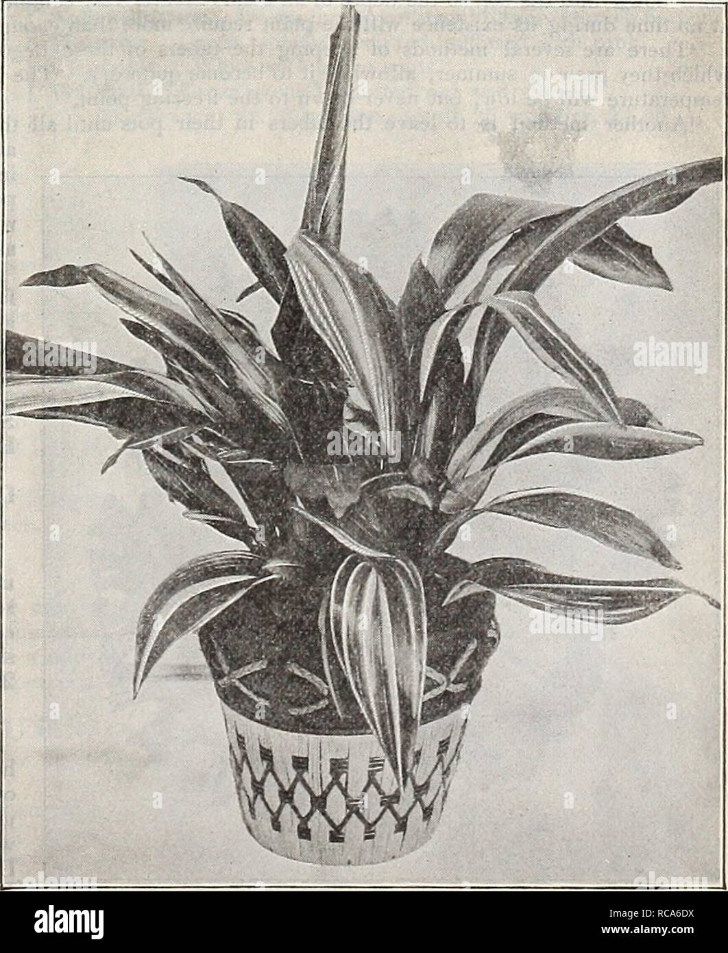 . Dreer's garden book : seventy-third annual edition 1911. Seeds Catalogs; Nursery stock Catalogs; Gardening Equipment and supplies Catalogs; Flowers Seeds Catalogs; Vegetables Seeds Catalogs; Fruit Seeds Catalogs. Fern Dish Filled with Asparagus with a Few Flowers Stuck in for Table Decoration as Suggested in Mr. Rexford's At.t;ci.e. ASPARAGUS. The following cultural notes have been written expressly for this book by Eben. E Rexford: &quot; If there is a better plant for table decoration than A. plu- mosus nanus, I do not know what it is. The foliage of this plant is more delicate than that o Stock Photo