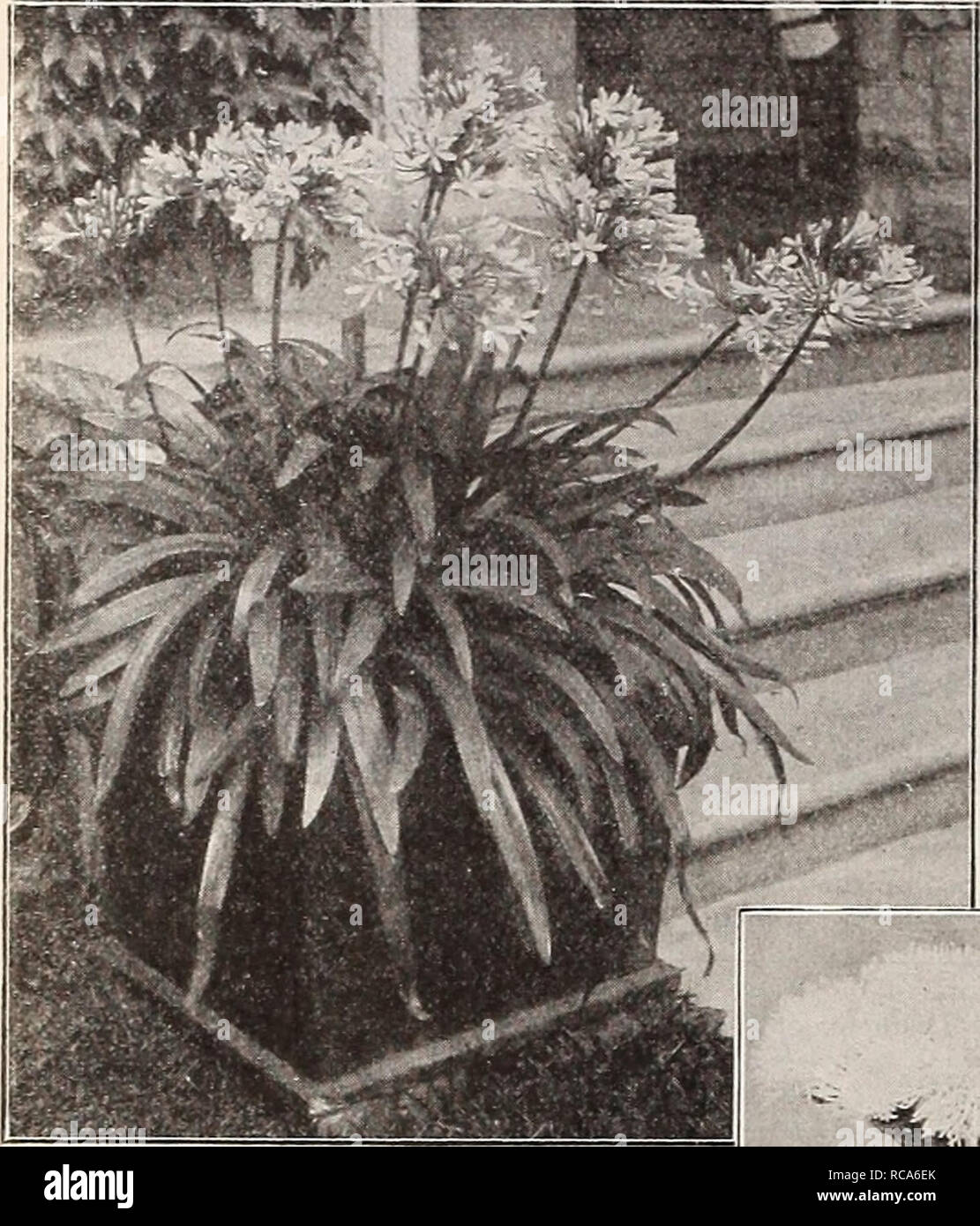 . Dreer's garden book : seventy-third annual edition 1911. Seeds Catalogs; Nursery stock Catalogs; Gardening Equipment and supplies Catalogs; Flowers Seeds Catalogs; Vegetables Seeds Catalogs; Fruit Seeds Catalogs. I34fffirHMrADRfER -PHILADELPHIA•PA^r(JARDtH^OIlKHHOiKt PLAMTSI. Agekatum. Agapanihus Umbellatus. AGAPANTHUS. Umbellatus (Blue Lily of the Nile). A splendid ornamental plant, bearing clusters of bright blue flowers on long flower stalks and lasting a long time in bloom. A most desirable plant for outdoor decoration, planted in large pots or tubs on the lawn or piazza. — Alba. A white Stock Photo