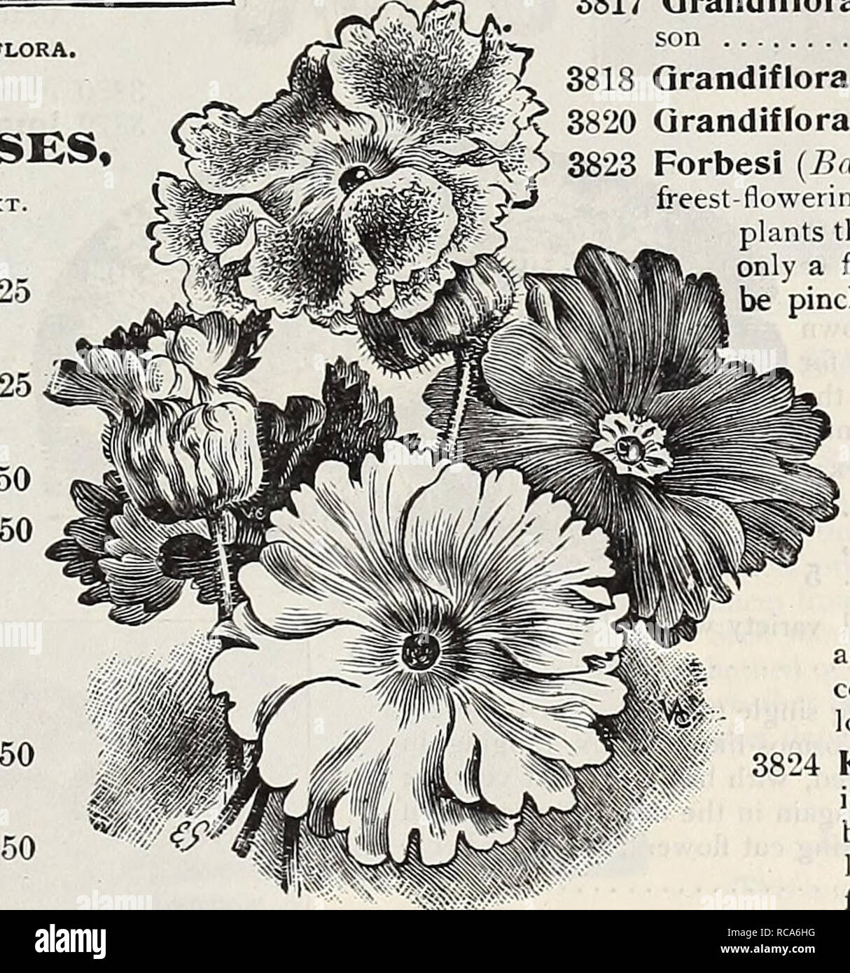 . Dreer's garden book : seventy-third annual edition 1911. Seeds Catalogs; Nursery stock Catalogs; Gardening Equipment and supplies Catalogs; Flowers Seeds Catalogs; Vegetables Seeds Catalogs; Fruit Seeds Catalogs. Primula Obconica Grandiflora. Large=flowering CHINESE PRIMROSES, PER PKT. 3782 Alba Magnifica. The finest pure white 25 3783 Covent Garden Red. 'A fine rosy red 25 3787 Rosy Horn. Beautiful deli- cate pink 50 Holborn Blue. Unique shade. 50 Stellata. A very pretty form with large heads of star-shaped flowers of various colors; a splendid type for decorative pur- poses Double=flowerin Stock Photo