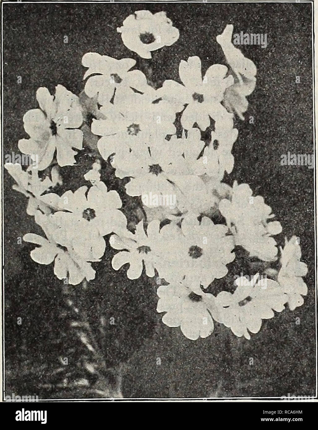 . Dreer's garden book : seventy-third annual edition 1911. Seeds Catalogs; Nursery stock Catalogs; Gardening Equipment and supplies Catalogs; Flowers Seeds Catalogs; Vegetables Seeds Catalogs; Fruit Seeds Catalogs. HENRTADREER -PtlllADELPIW RELIABLE FLOWER SEEDS 116. Primula Obconica Grandiflora. Large=flowering CHINESE PRIMROSES, PER PKT. 3782 Alba Magnifica. The finest pure white 25 3783 Covent Garden Red. 'A fine rosy red 25 3787 Rosy Horn. Beautiful deli- cate pink 50 Holborn Blue. Unique shade. 50 Stellata. A very pretty form with large heads of star-shaped flowers of various colors; a sp Stock Photo