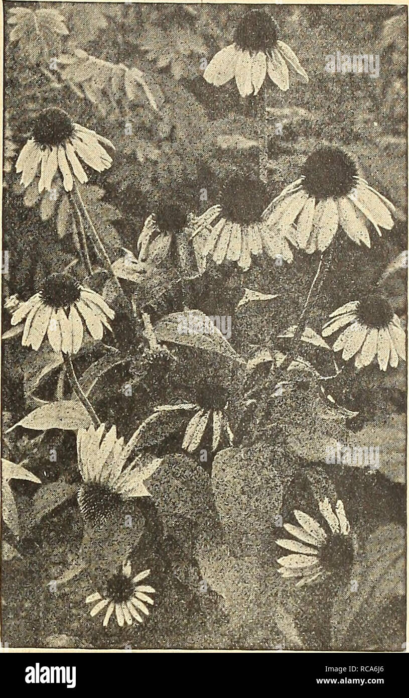 . Dreer's autumn catalogue 1916. Bulbs (Plants) Catalogs; Flowers Seeds Catalogs; Gardening Equipment and supplies Catalogs; Nurseries (Horticulture) Catalogs; Vegetables Seeds Catalogs. 1WADREER WilADELPII^W O HARDY PERENNIAL PbANTJ 53 RUDBECKIA (Cone-flower). Indispensable plants for the hardy border; grow and thrive anywhere, giving a wealth of bloom, which are well suited for cutting. &quot;Golden Glow.&quot; We question if any one hardy perennial plant has ever met with greater popularity than this. Produces masses of double golden-yellow Dahlia-like flowers from July to September. Maxima Stock Photo