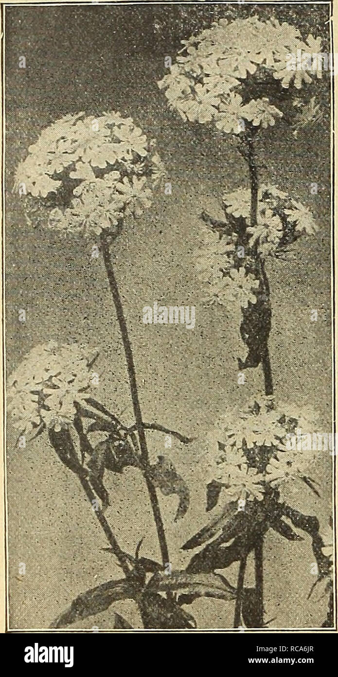. Dreer's autumn catalogue 1916. Bulbs (Plants) Catalogs; Flowers Seeds Catalogs; Gardening Equipment and supplies Catalogs; Nurseries (Horticulture) Catalogs; Vegetables Seeds Catalogs. 48 mllllEWADREffi -PHIIADELPHIA W«HARDY PERENNIAL PbANTi. Lychnis Chalcedonica INULA (Flea Bane). Virgatum. doz. Effective free-flowering plants for the hardy border, blooming from June to August. Ensifolia. Very free-flowering, yellow; 18 inches. Montana. Very free-flowering, yellow flowers; 1J feet. Oculus=Christi. Large golden flowers, with dark centres; 2 feet. Royleana. Large golden-yellow flowers; 1J to  Stock Photo