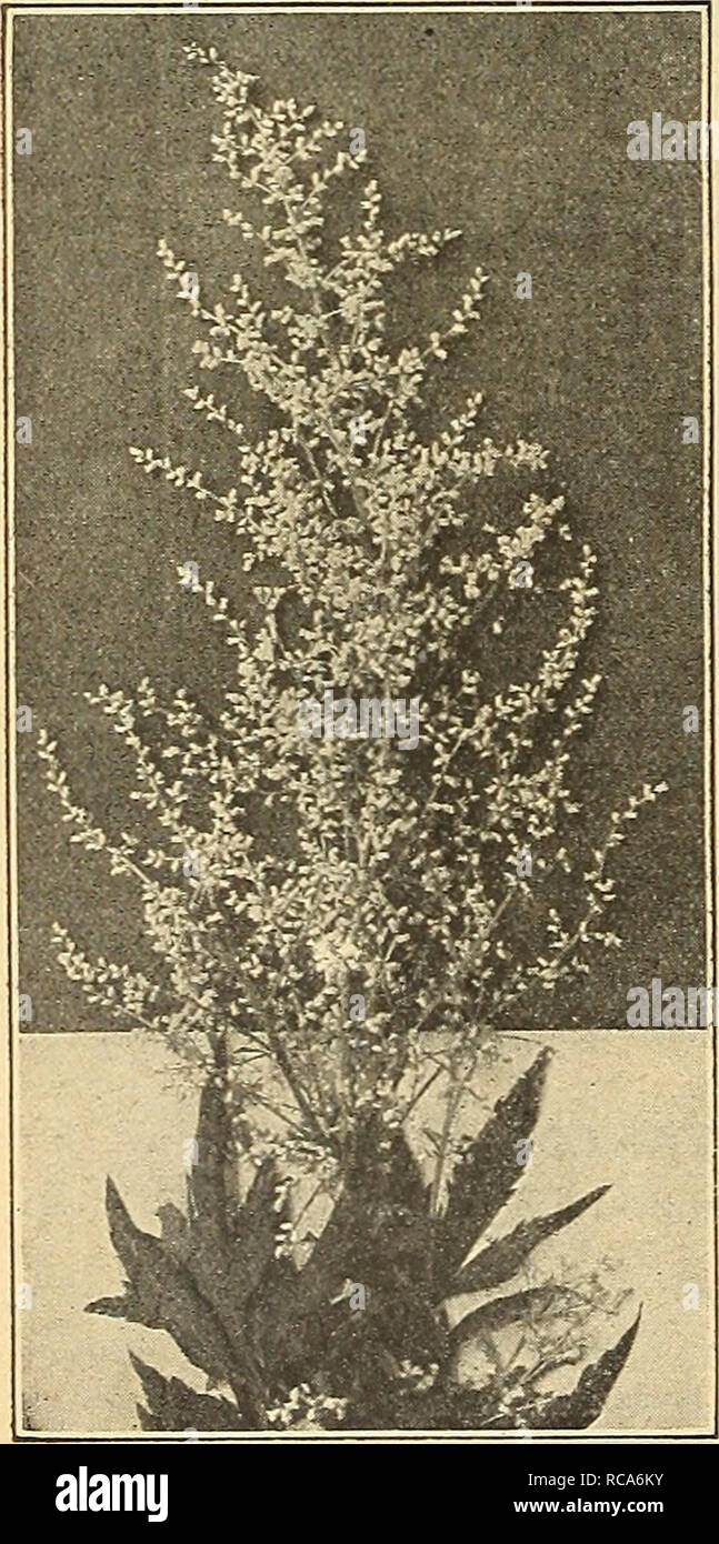 . Dreer's autumn catalogue 1916. Bulbs (Plants) Catalogs; Flowers Seeds Catalogs; Gardening Equipment and supplies Catalogs; Nurseries (Horticulture) Catalogs; Vegetables Seeds Catalogs. Aq.uix.bgxa (Columbine) ARMERIA (Thrift).. Maritima Laucheana — alba. A pretty white. Aktemisia Lactifloka Attractive dwarf plants that will succeed in any soil, forming evergreen tufts of bright green foliage, from 'which innumerable flowers appear in dense heads, on stiff wiry stems about 9 inches high. They flower more or less continuously from early spring until late in the fall. Very useful in the rockery Stock Photo